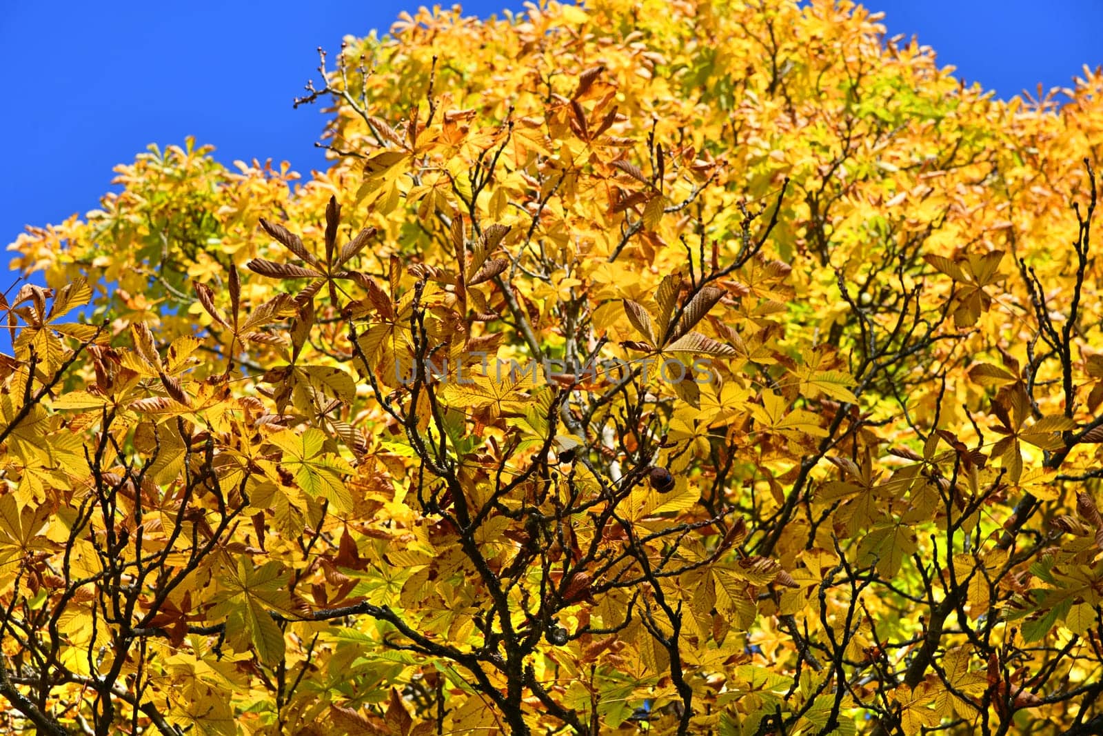 common horse chestnut with autumn colours