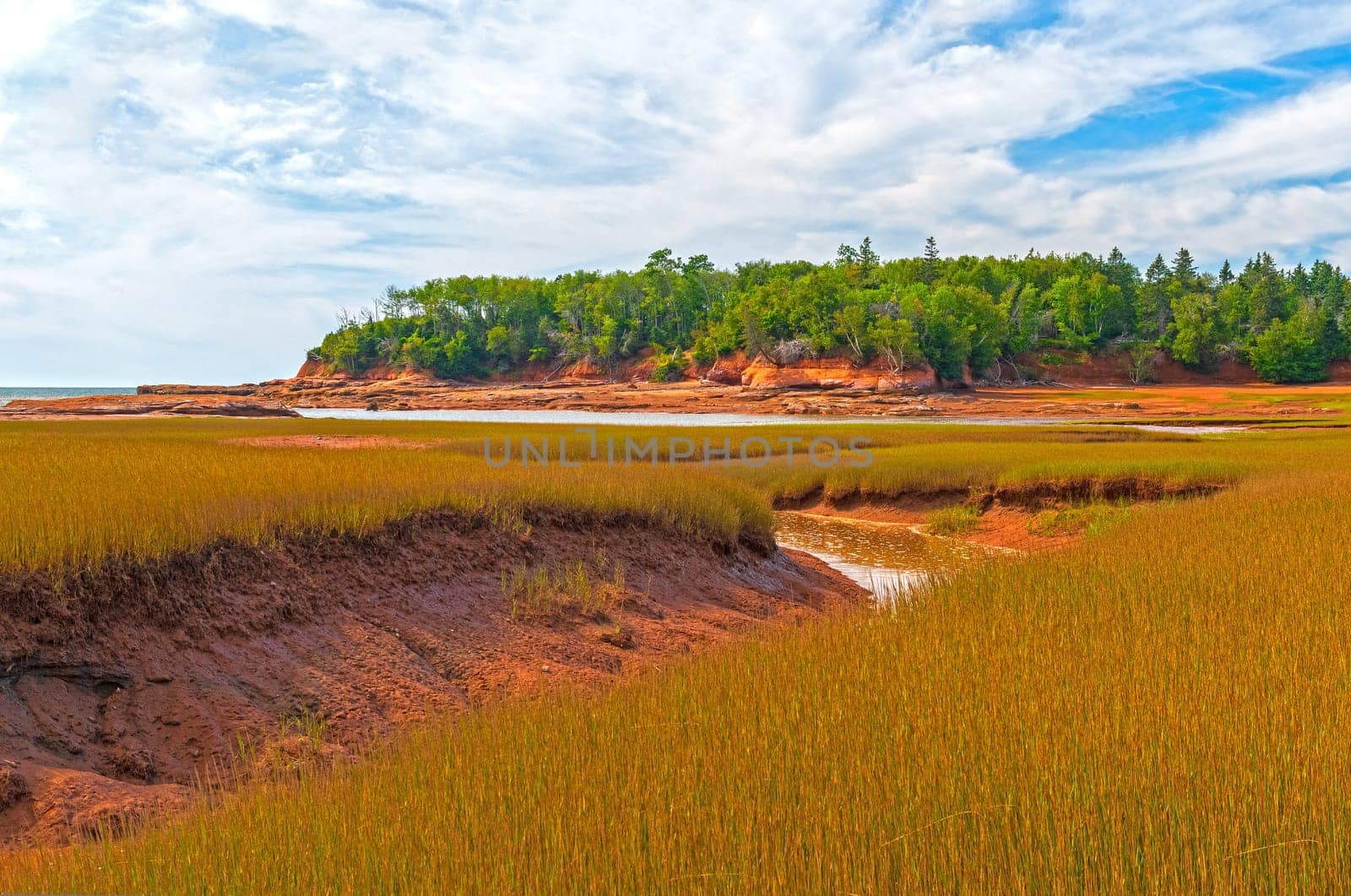 Salt Grasses on a Coastal Estuary at the Thomas Cove Coastal Reserve in Nova Scotia
