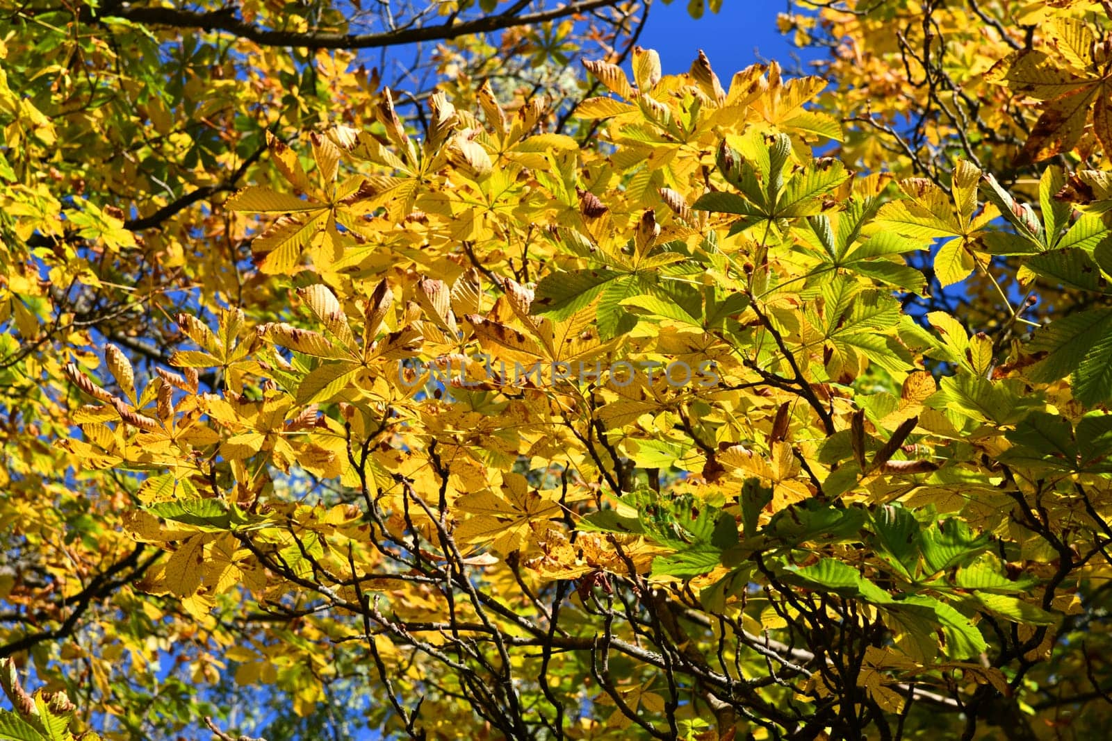 common horse chestnut with autumn colours