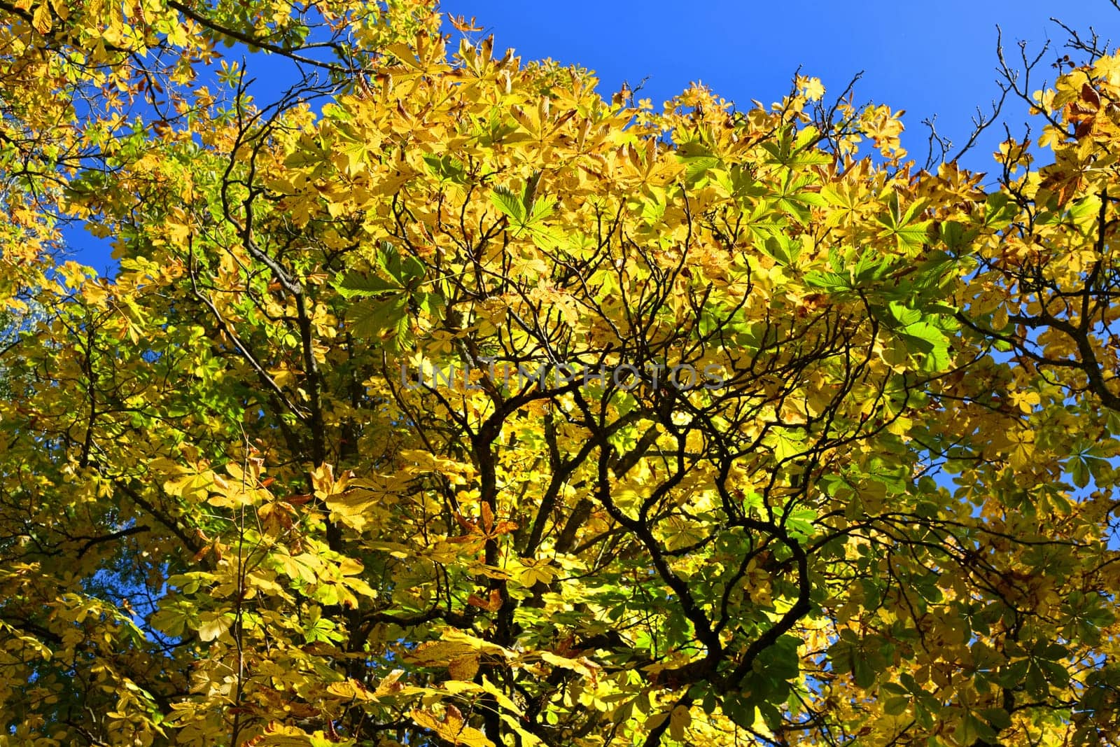 common horse chestnut with autumn colours