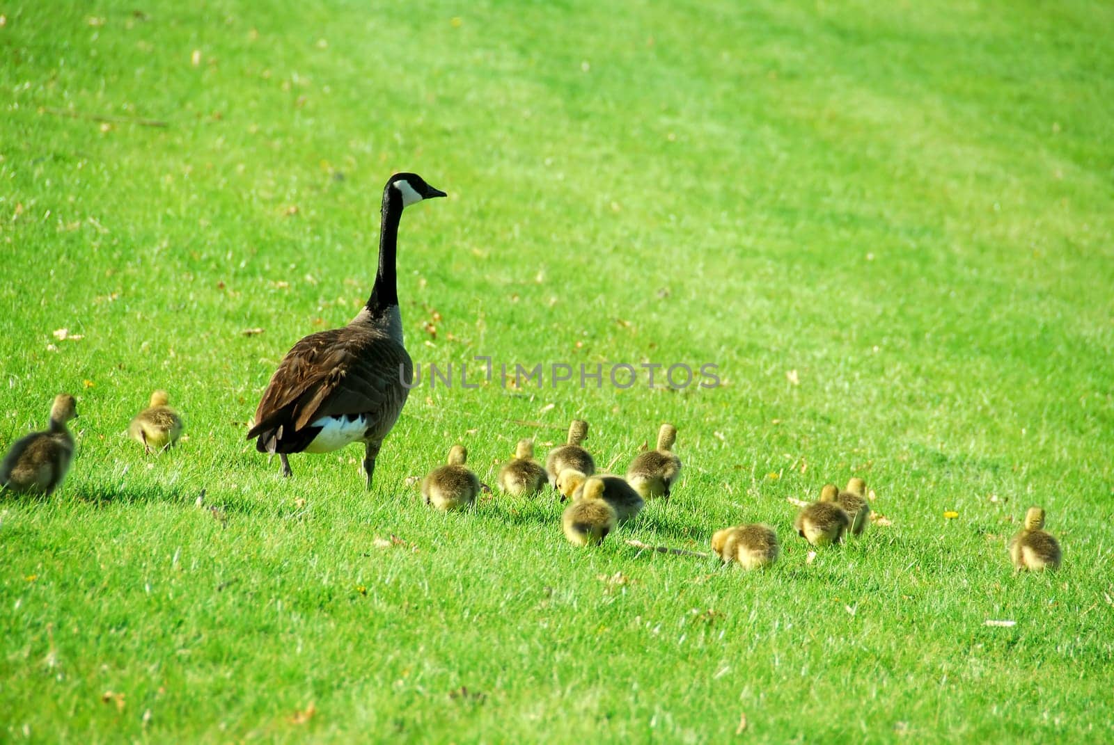 Canadian mother goose with her goslings walking on green grass