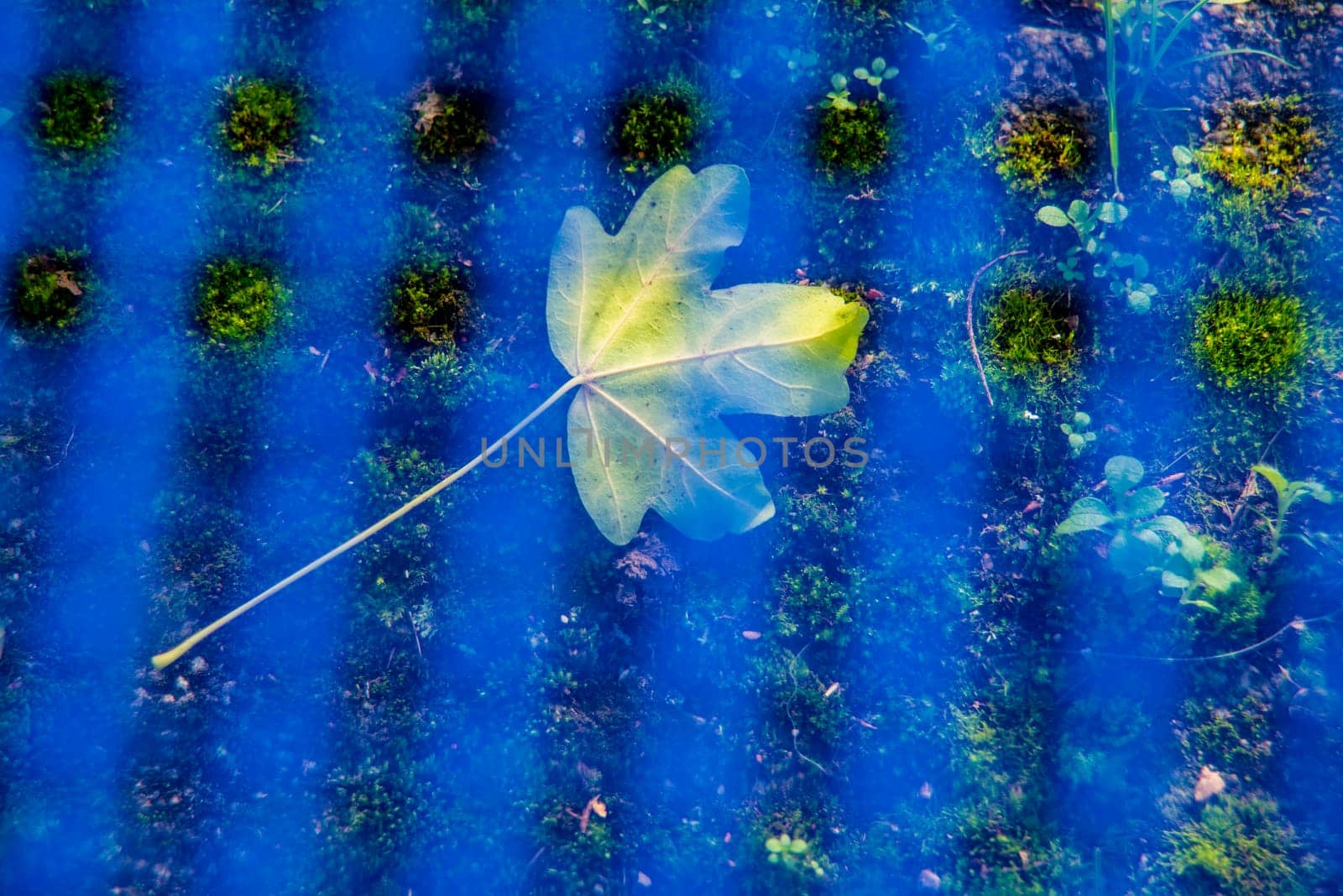 autumnal colored maple leaf under a blue grid seat