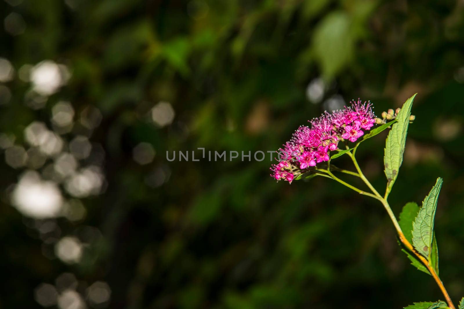 Spiraea, medicinal bush with flower
