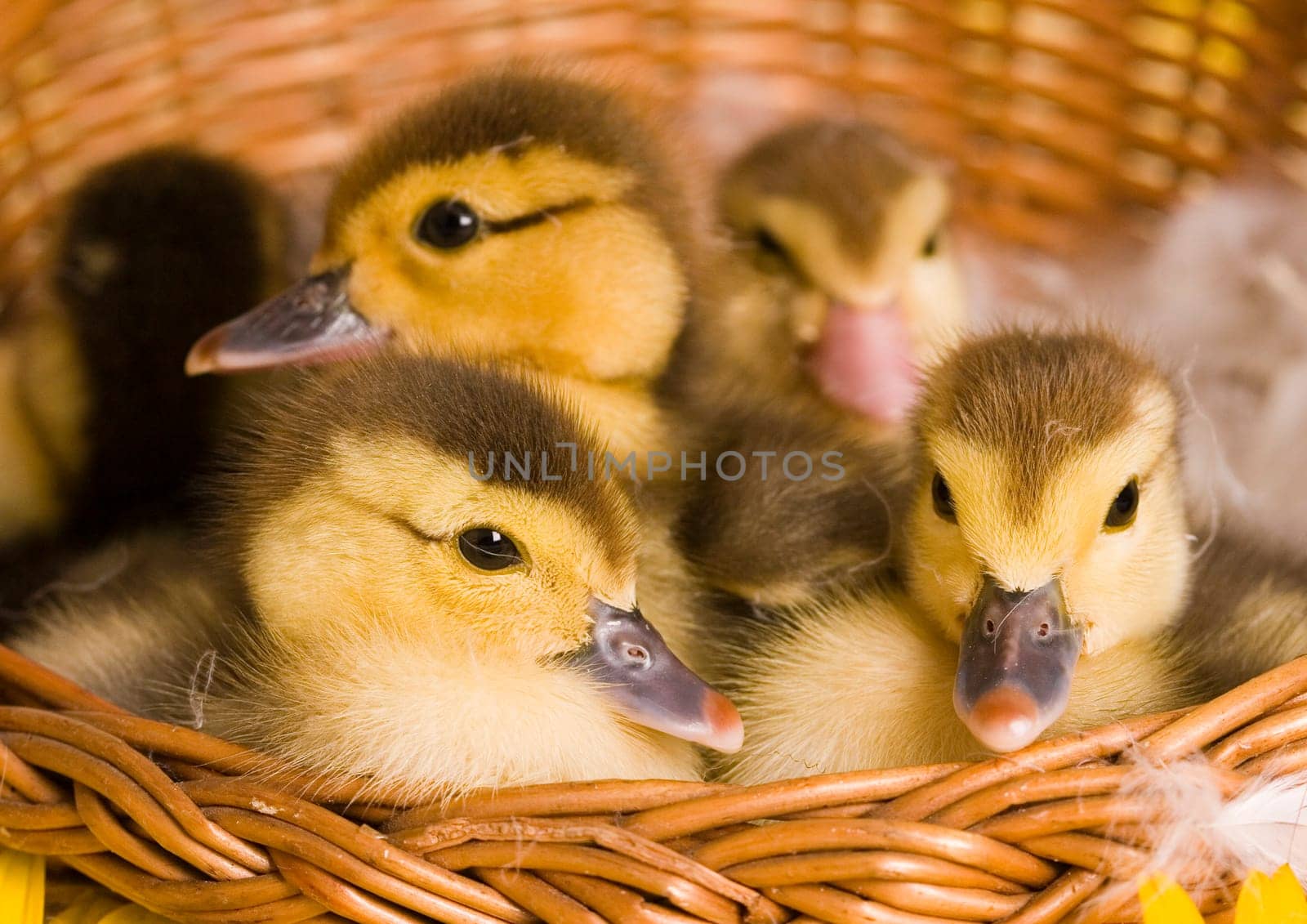 Easter- the Sunday in March or April when Christians celebrate Christ's return to life.