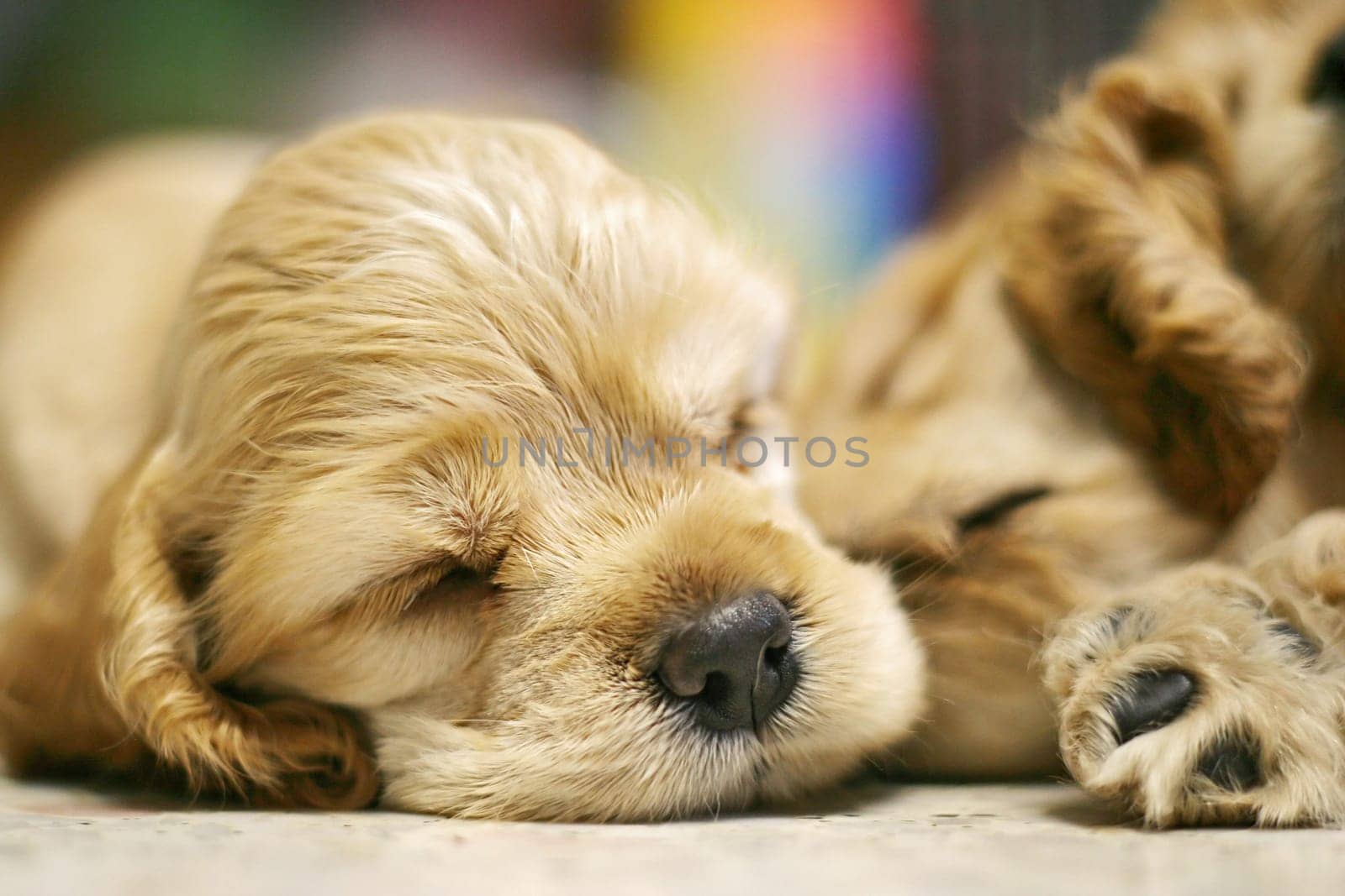 a dog sleeping