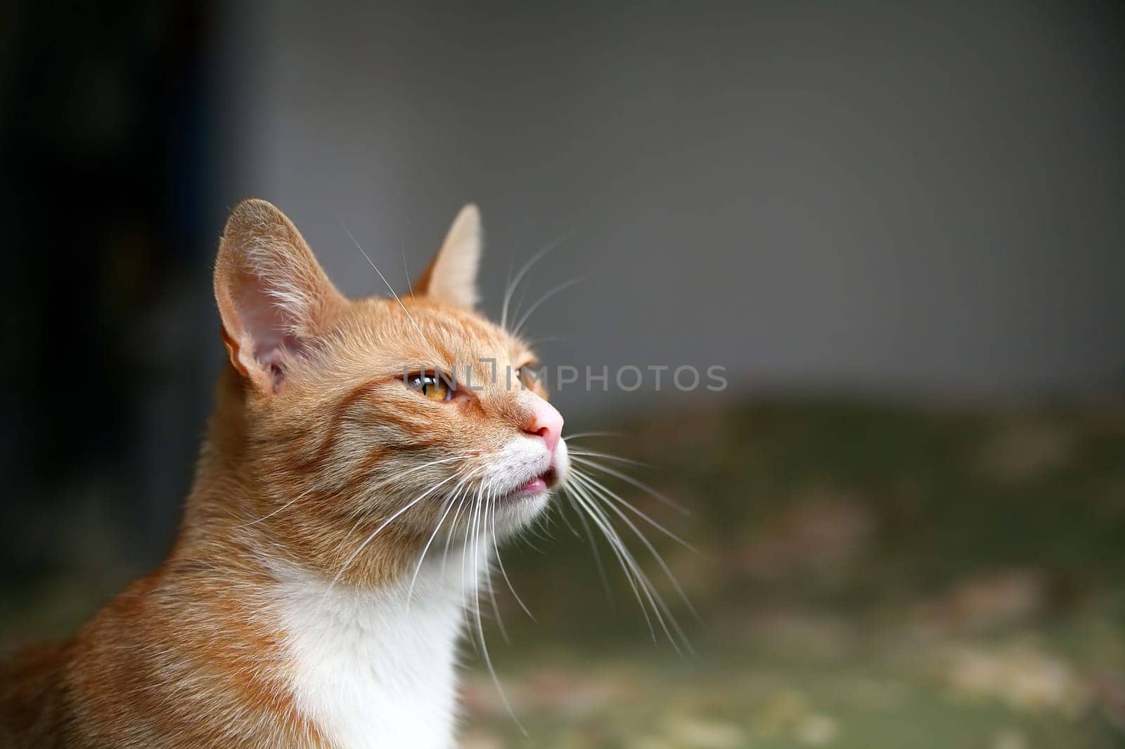 cat watching through the window