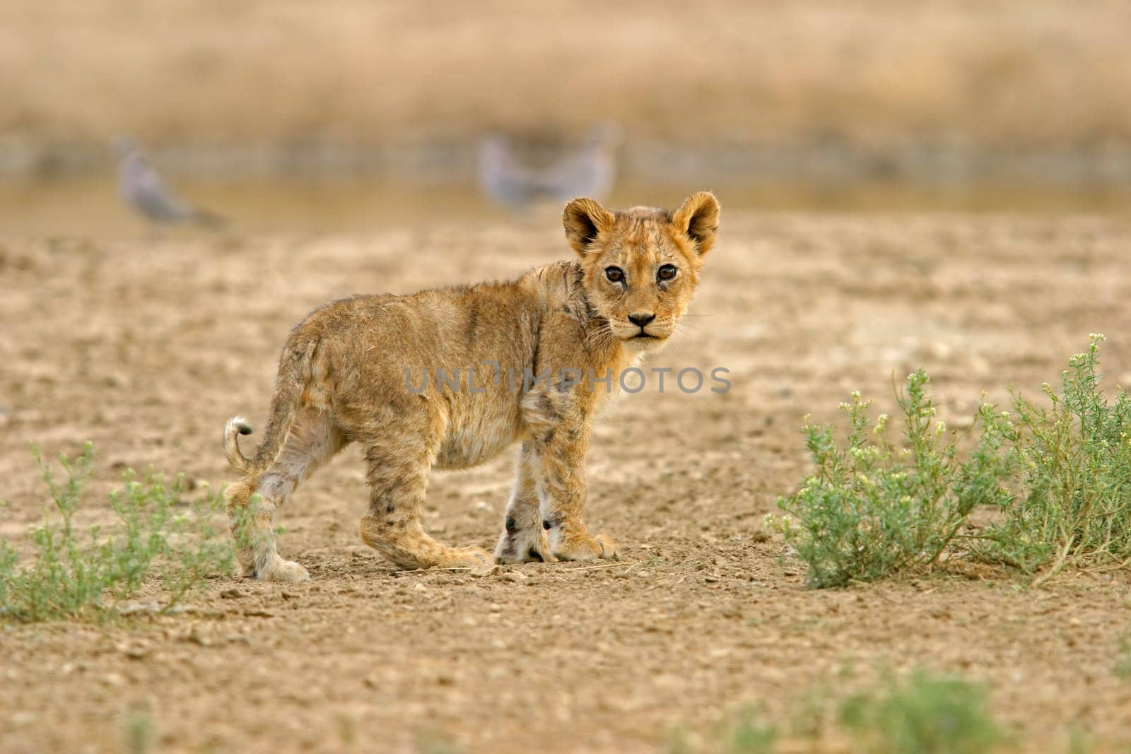 Young lion cub (Panthera leo), Kalahari, South Africa..