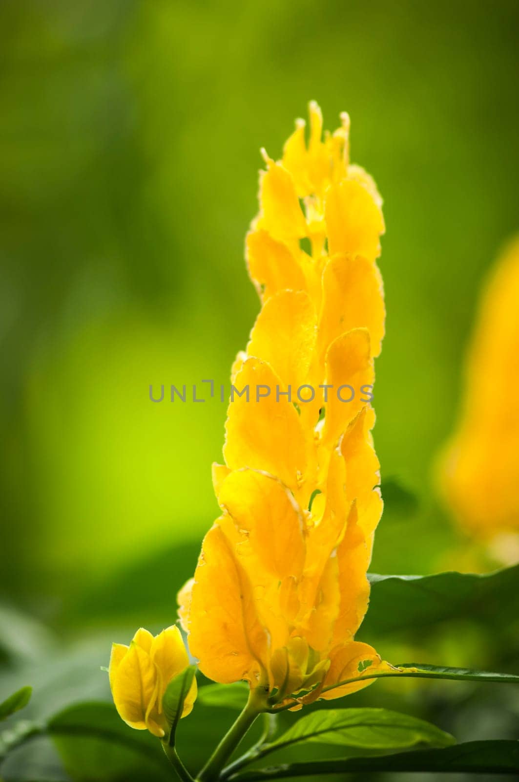 Close-up view of a single Pachystachys lutea flower against a blurred green natural background.