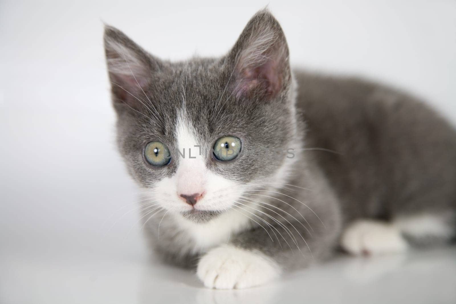Adorable little grey kitting lying on a grey background looking curious