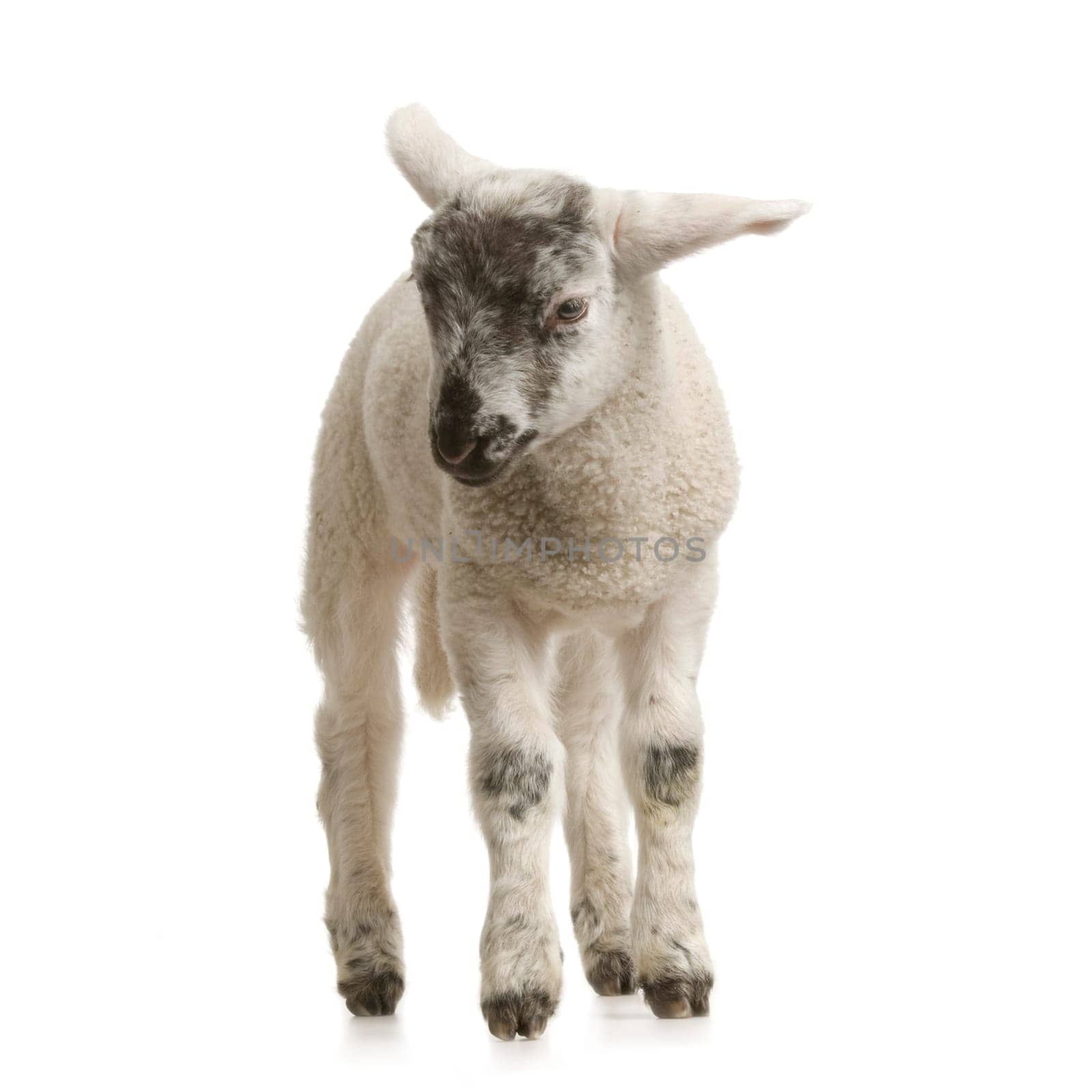 Lamb standing up, isolated on a white background