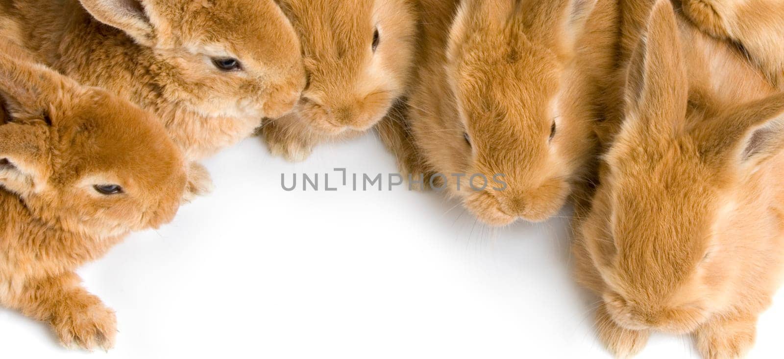 close-up on a group of bunnies in front of a white background