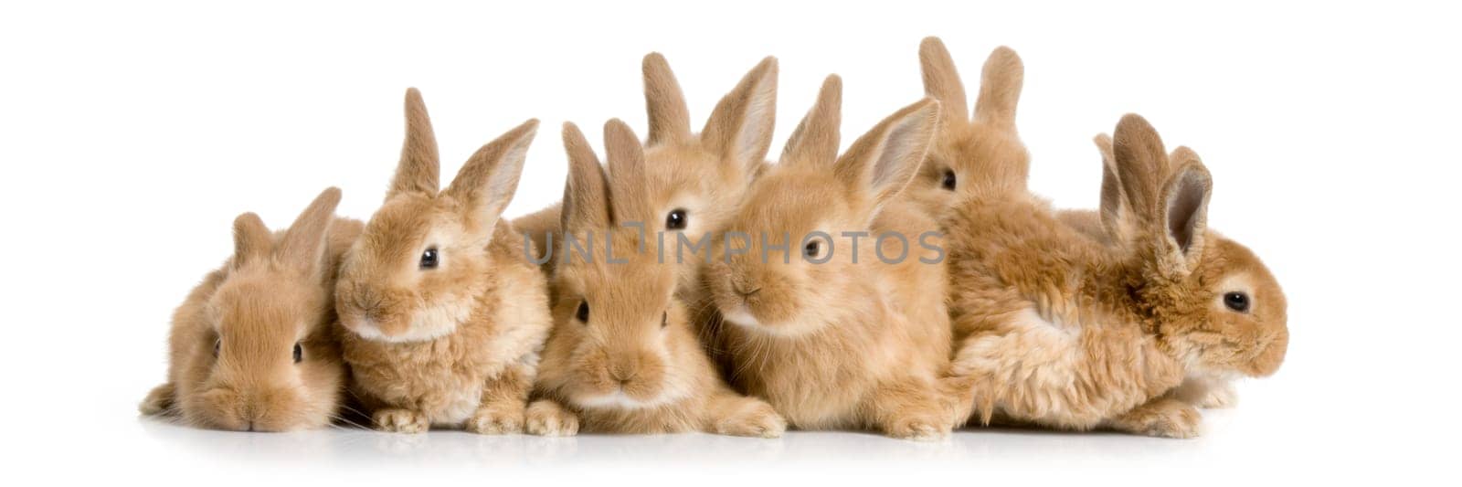 group of bunnies in front of a white background