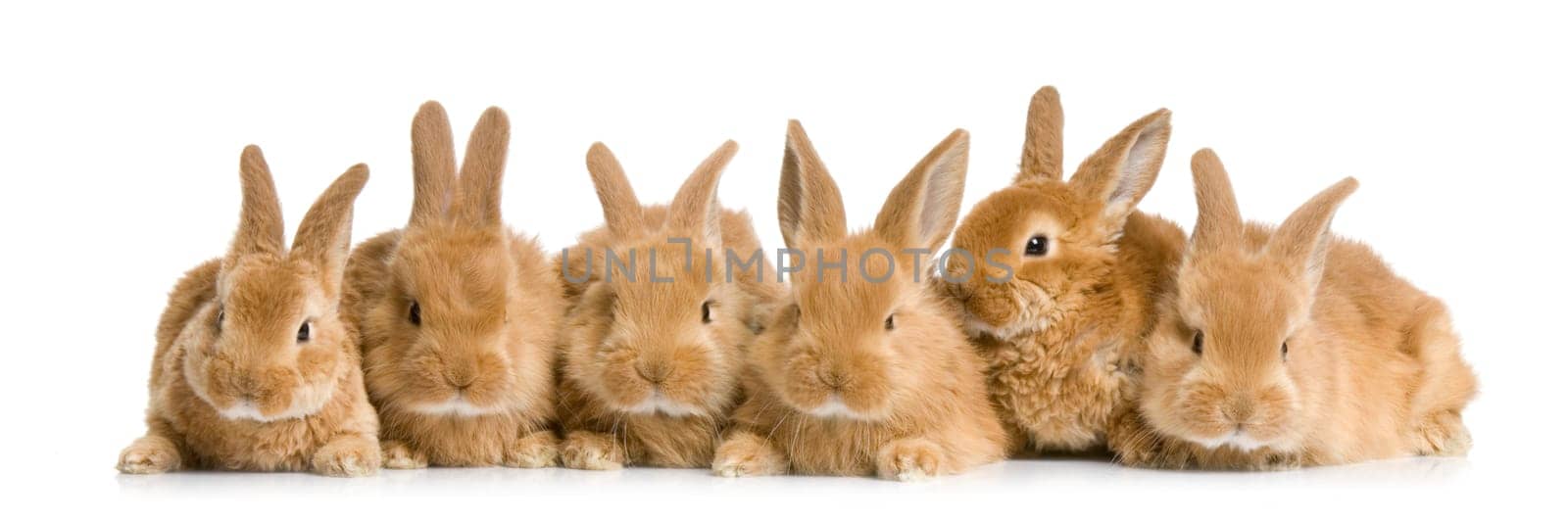 group of bunnies in front of a white background