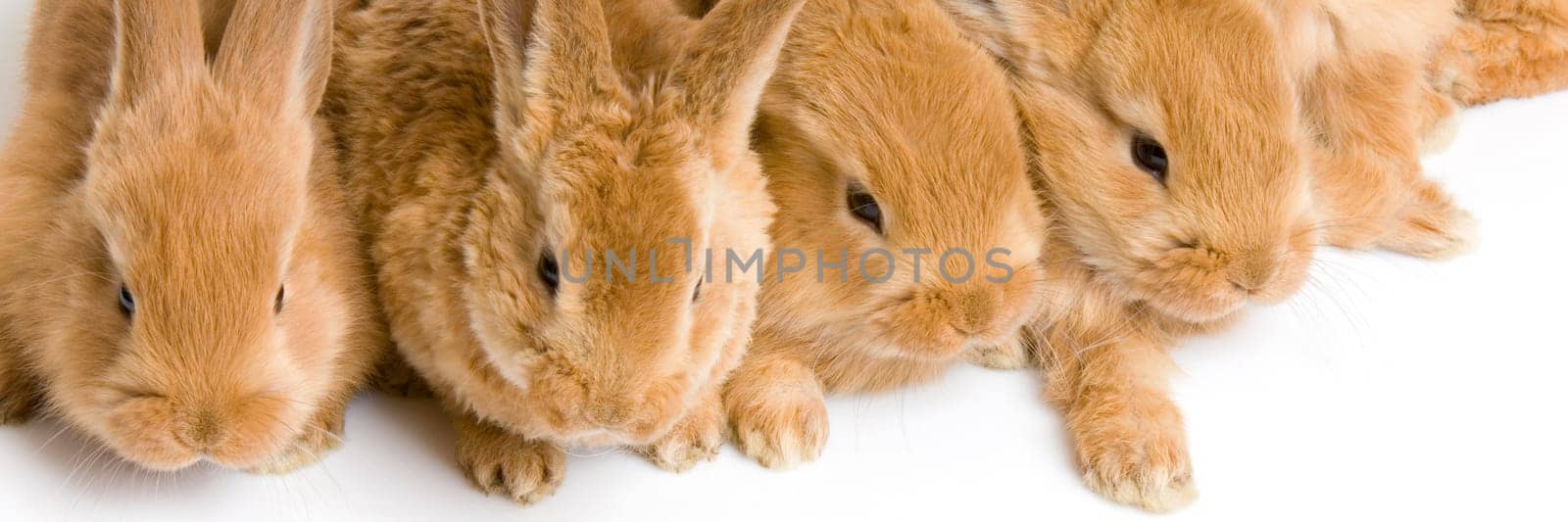 group of bunnies in front of a white background