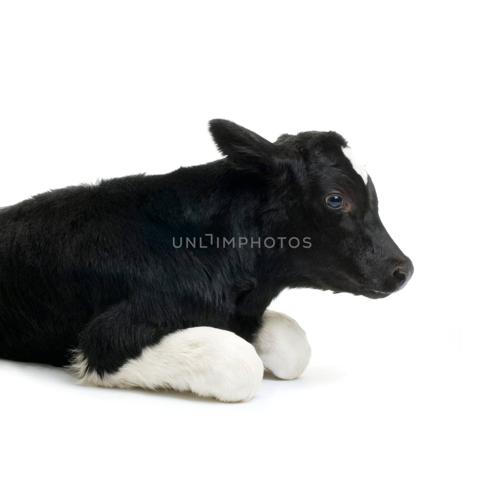 calf in front of a white background