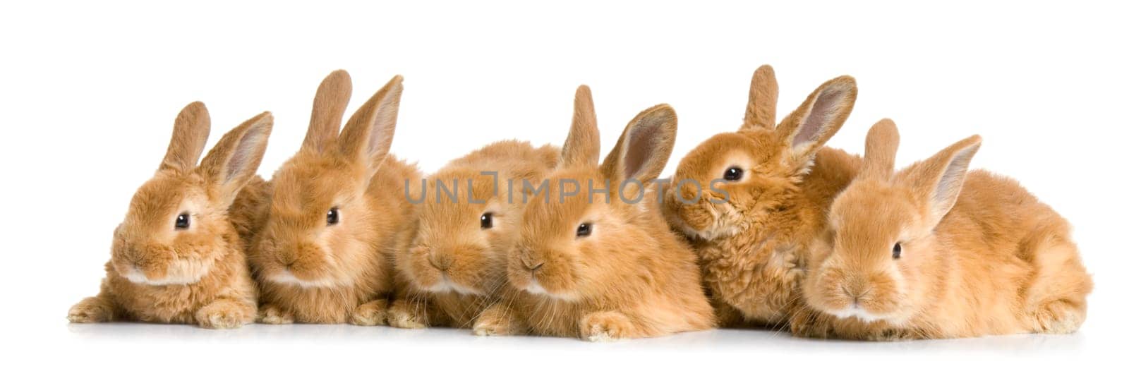 group of bunnies in front of a white background