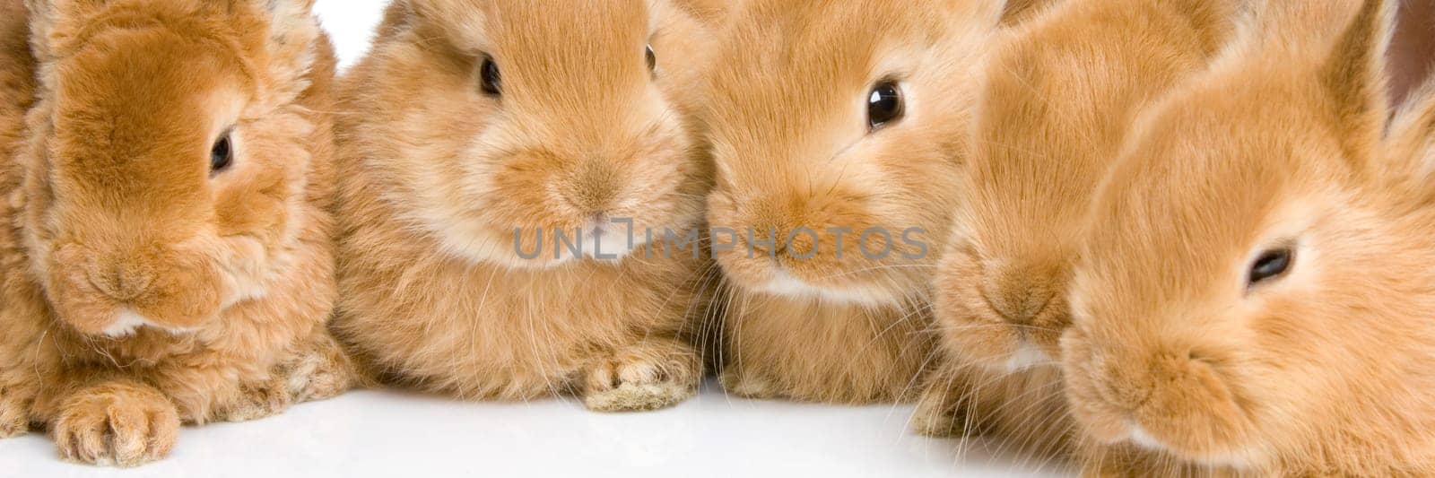 close-up on a group of bunnies in front of a white background