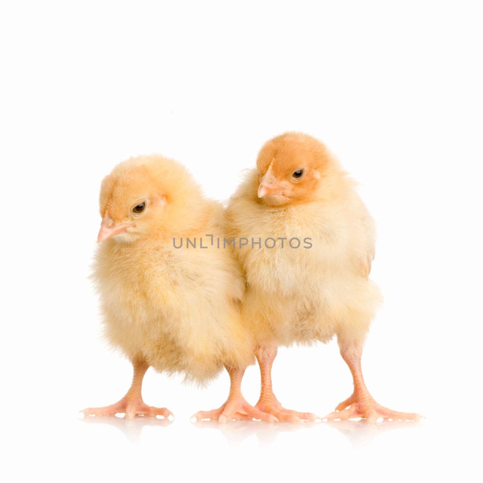 chick in front of a white background