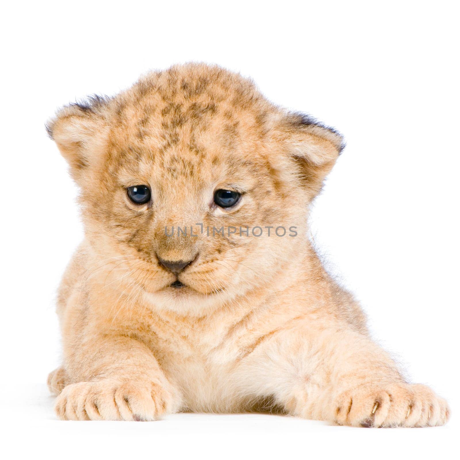Lion Cub  (3 weeks) lying down in front of a white background. All my pictures are taken in a photo studio.