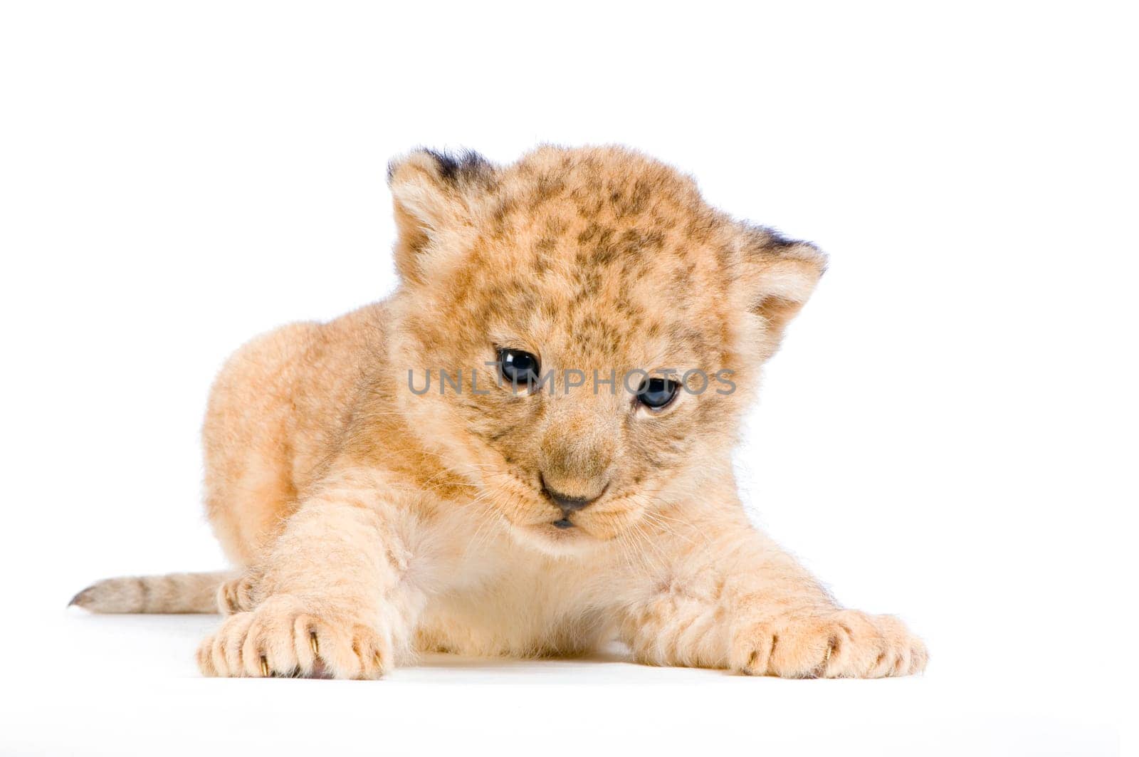 Lion Cub  (3 weeks) lying down in front of a white background. All my pictures are taken in a photo studio.