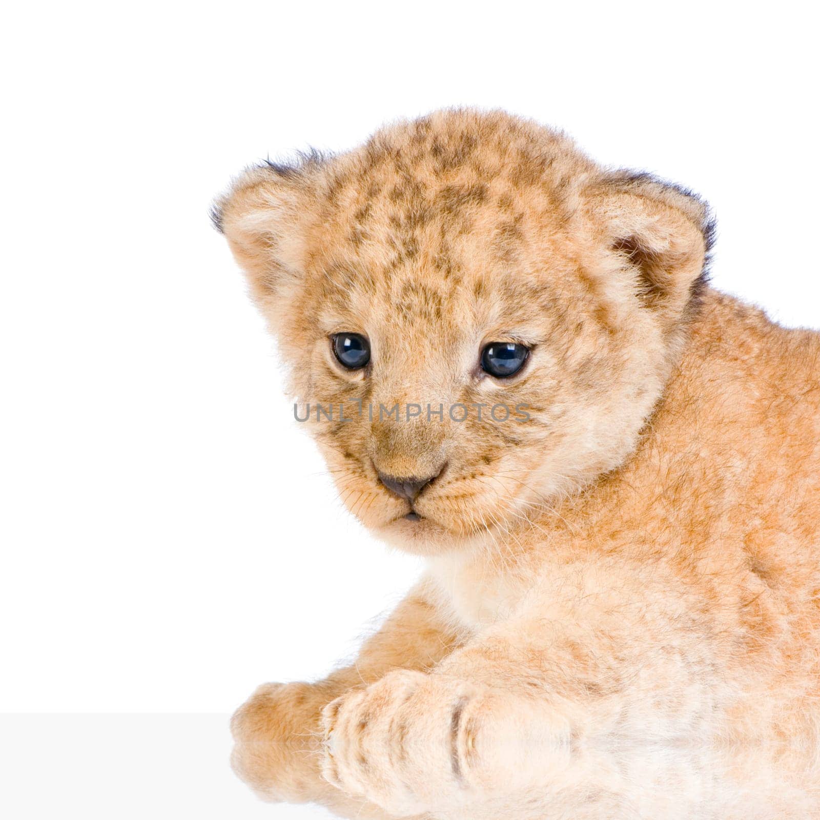 Lion Cub  (3 weeks) lying down in front of a white background. All my pictures are taken in a photo studio.