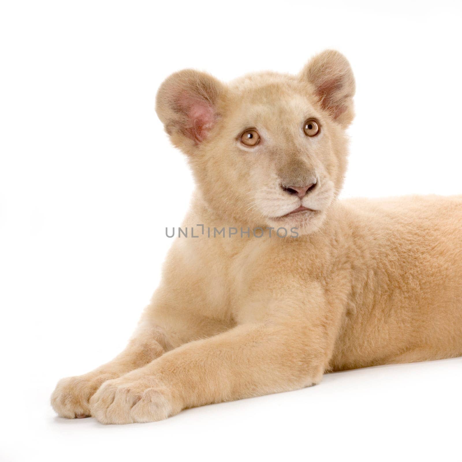 studio shot of a white Lion Cub  (5 months) in front of a white background.