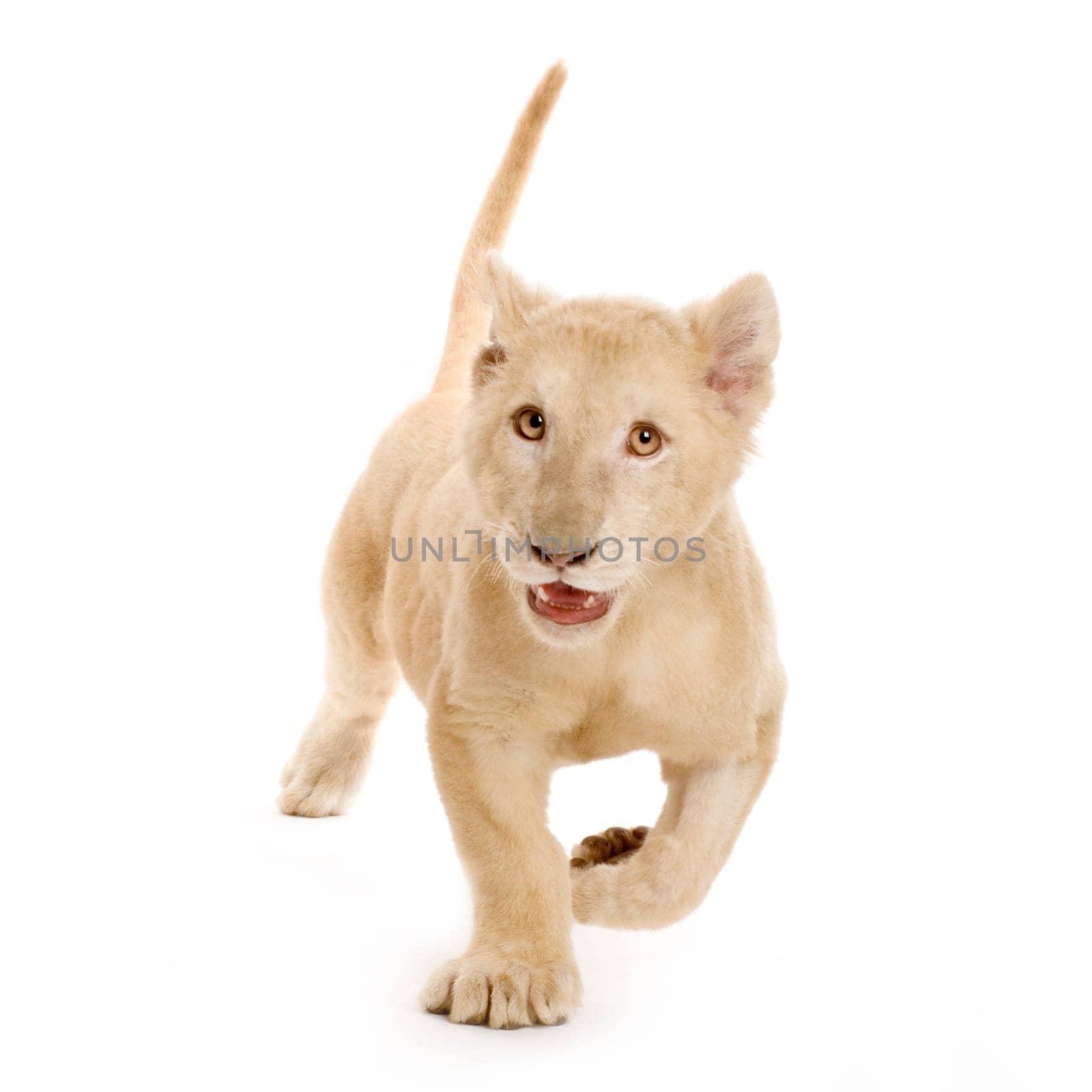 studio shot of a white Lion Cub  (5 months) in front of a white background.
