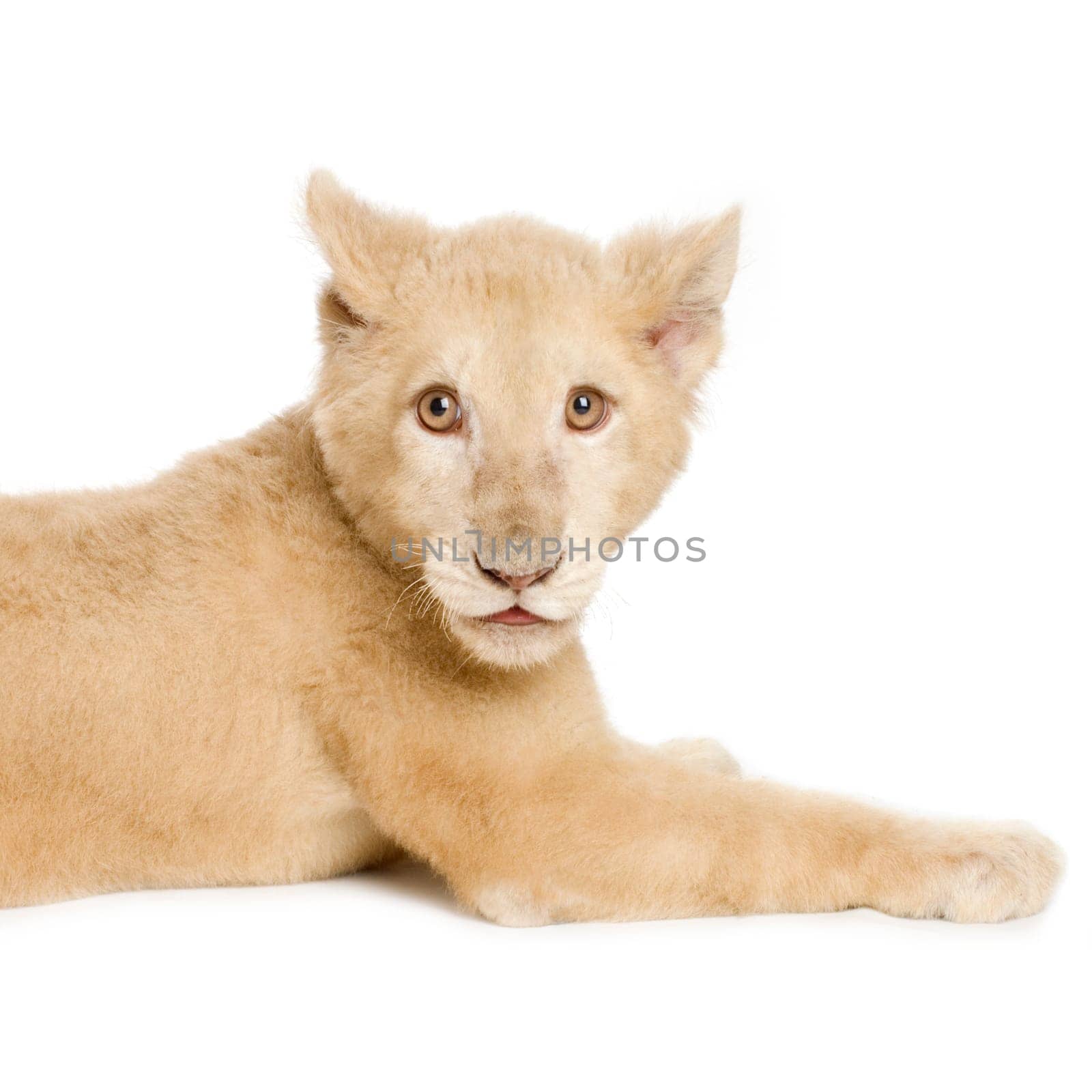 studio shot of a white Lion Cub  (5 months) in front of a white background.