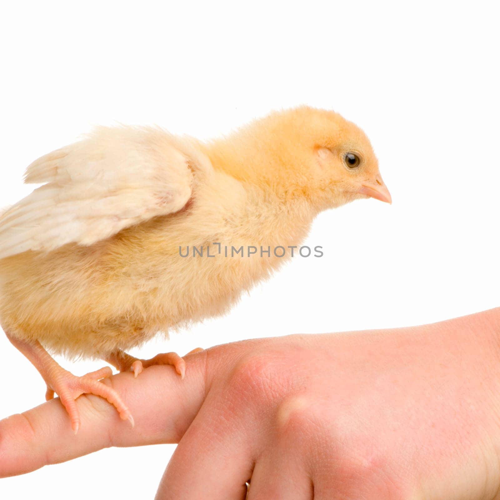 chick in front of a white background