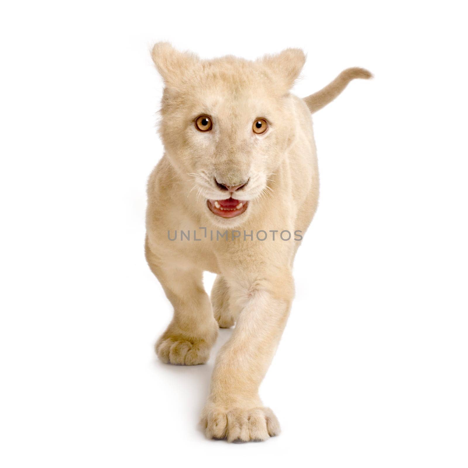 studio shot of a white Lion Cub  (5 months) in front of a white background.