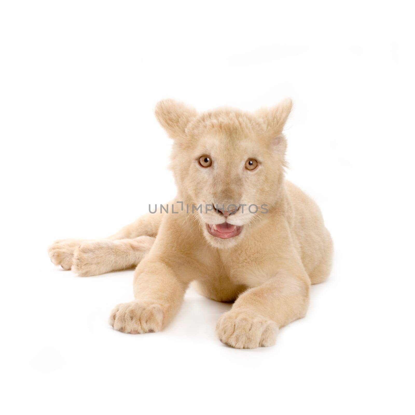 studio shot of a white Lion Cub  (5 months) in front of a white background.