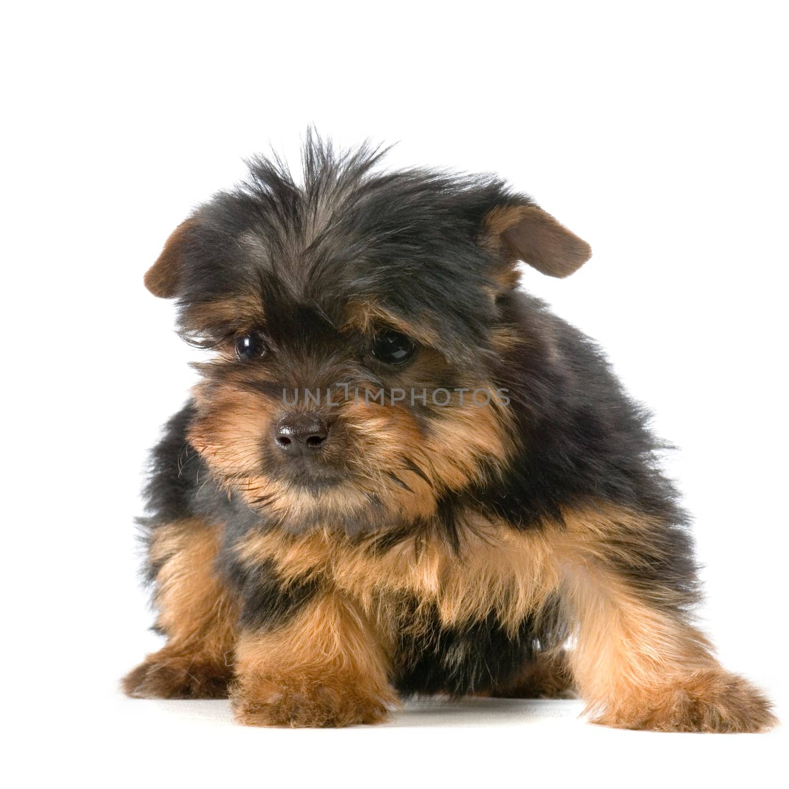 Yorkshire Terrier in front of a white background
