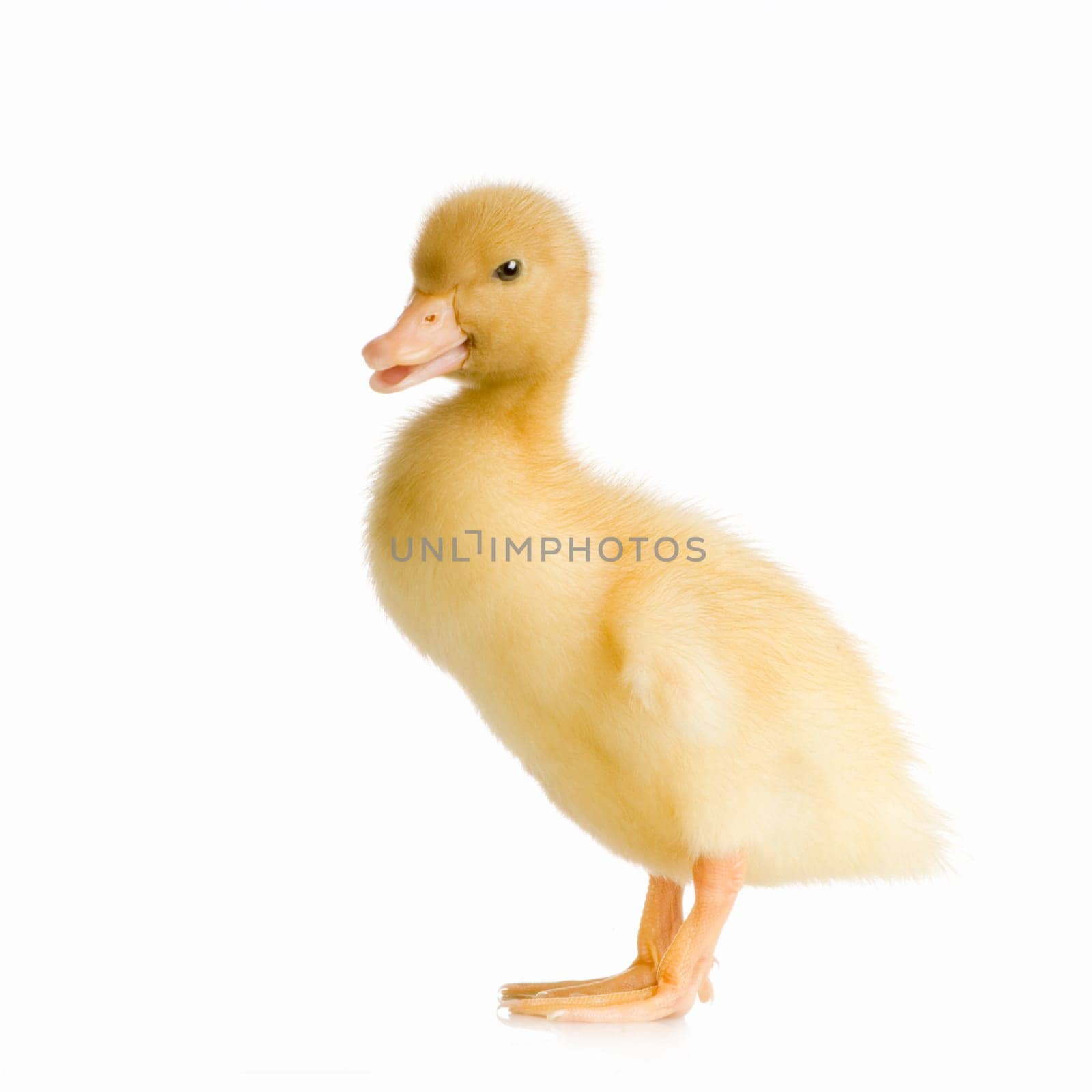 Duckling in front of a white background