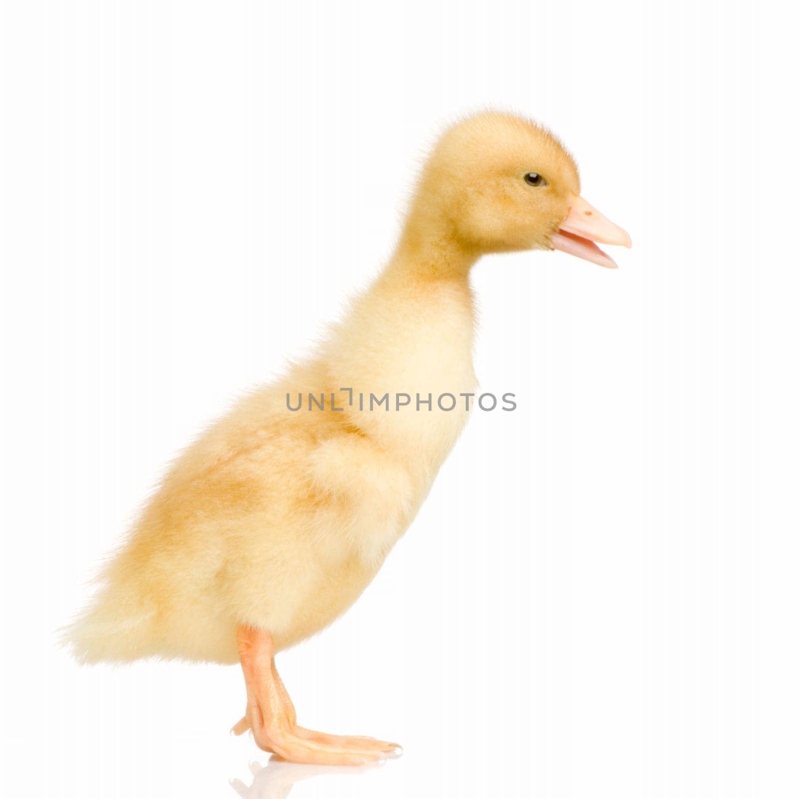 Duckling in front of a white background