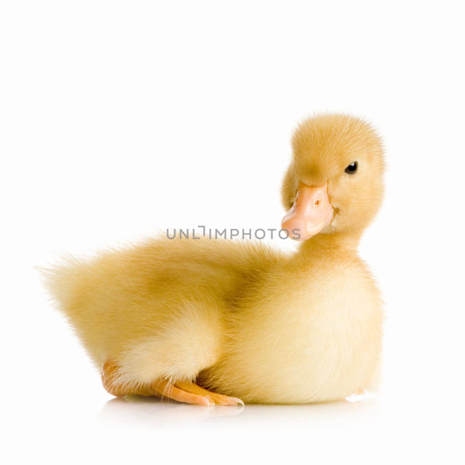 Duckling in front of a white background
