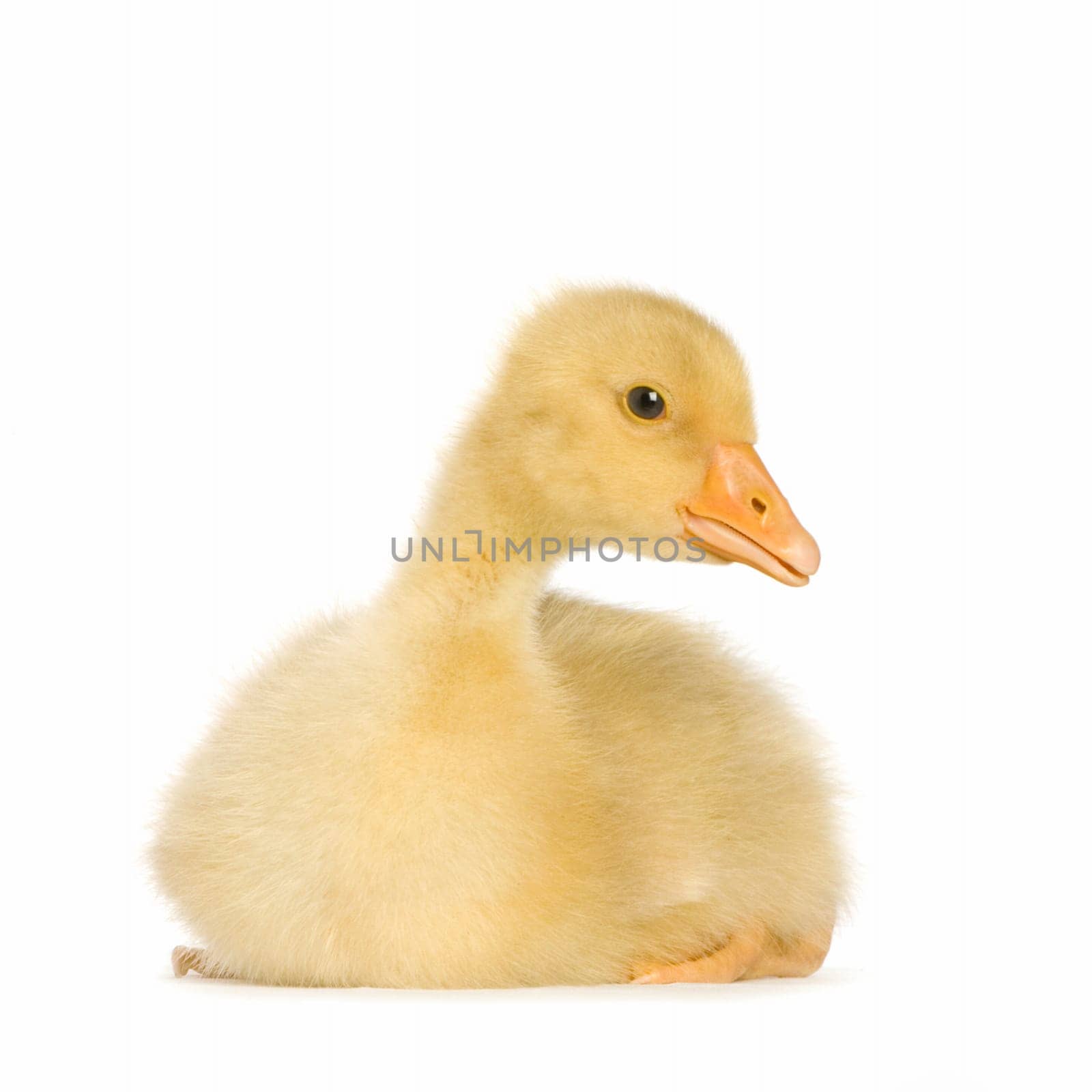 Gosling in front of a white background
