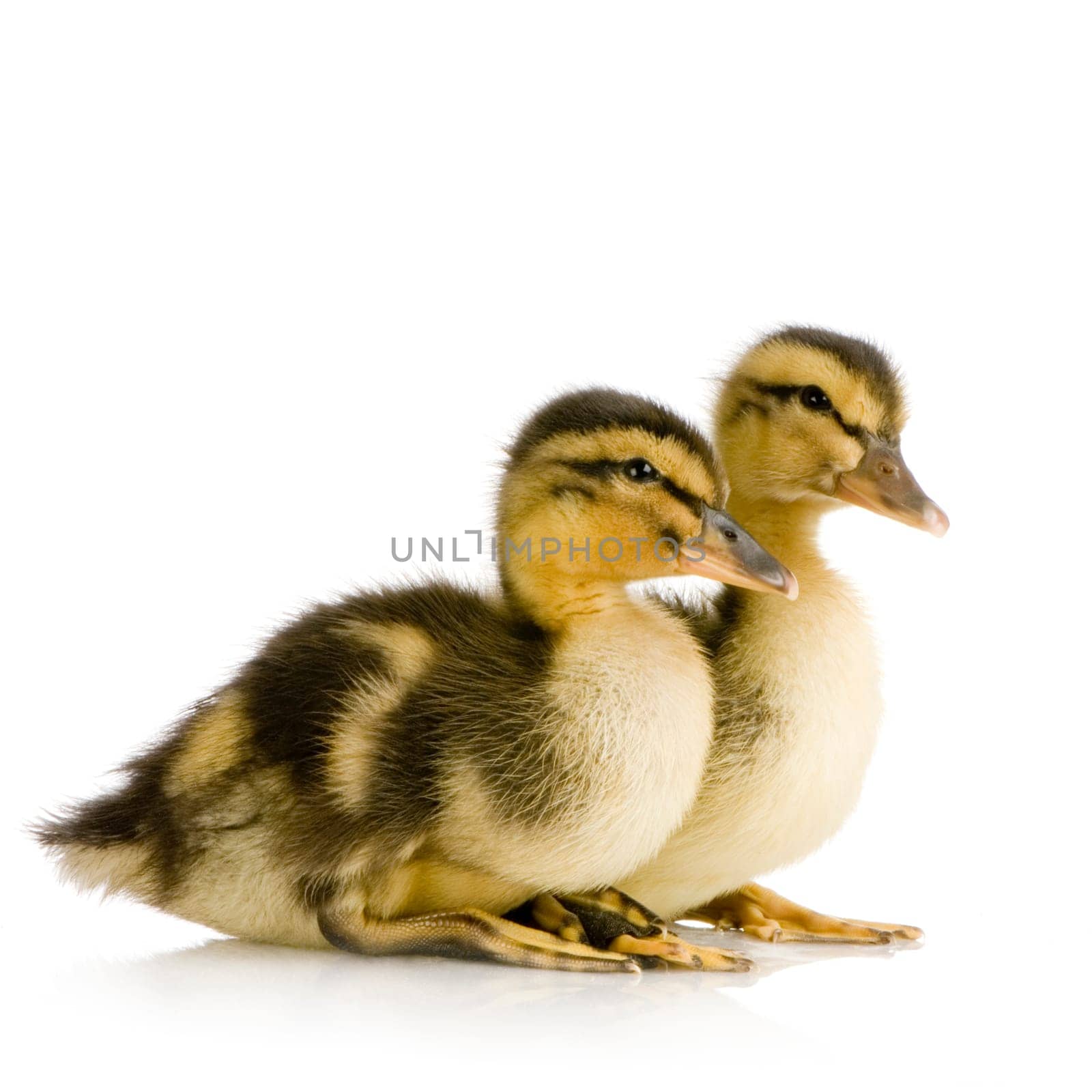 Duckling in front of a white background
