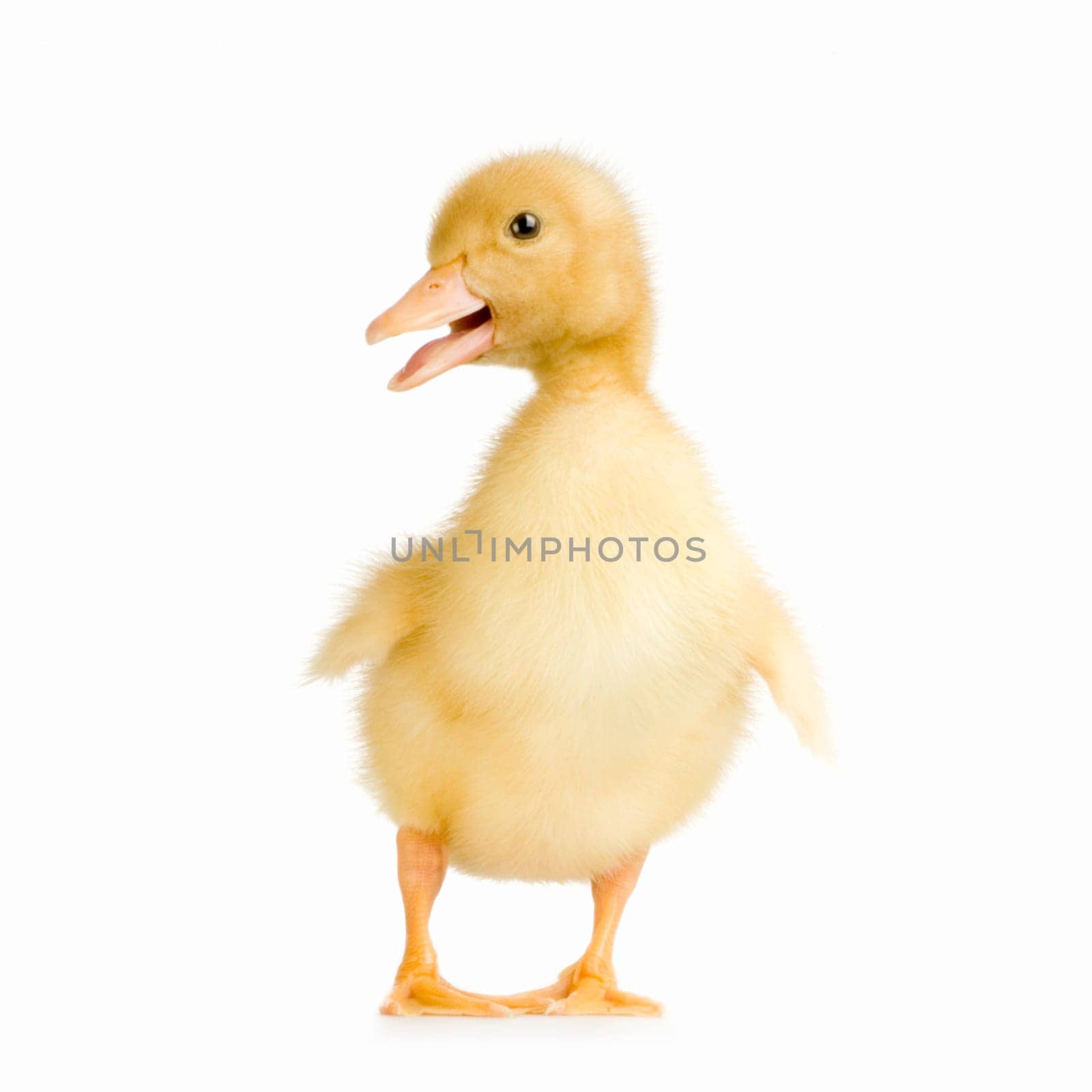 Duckling in front of a white background