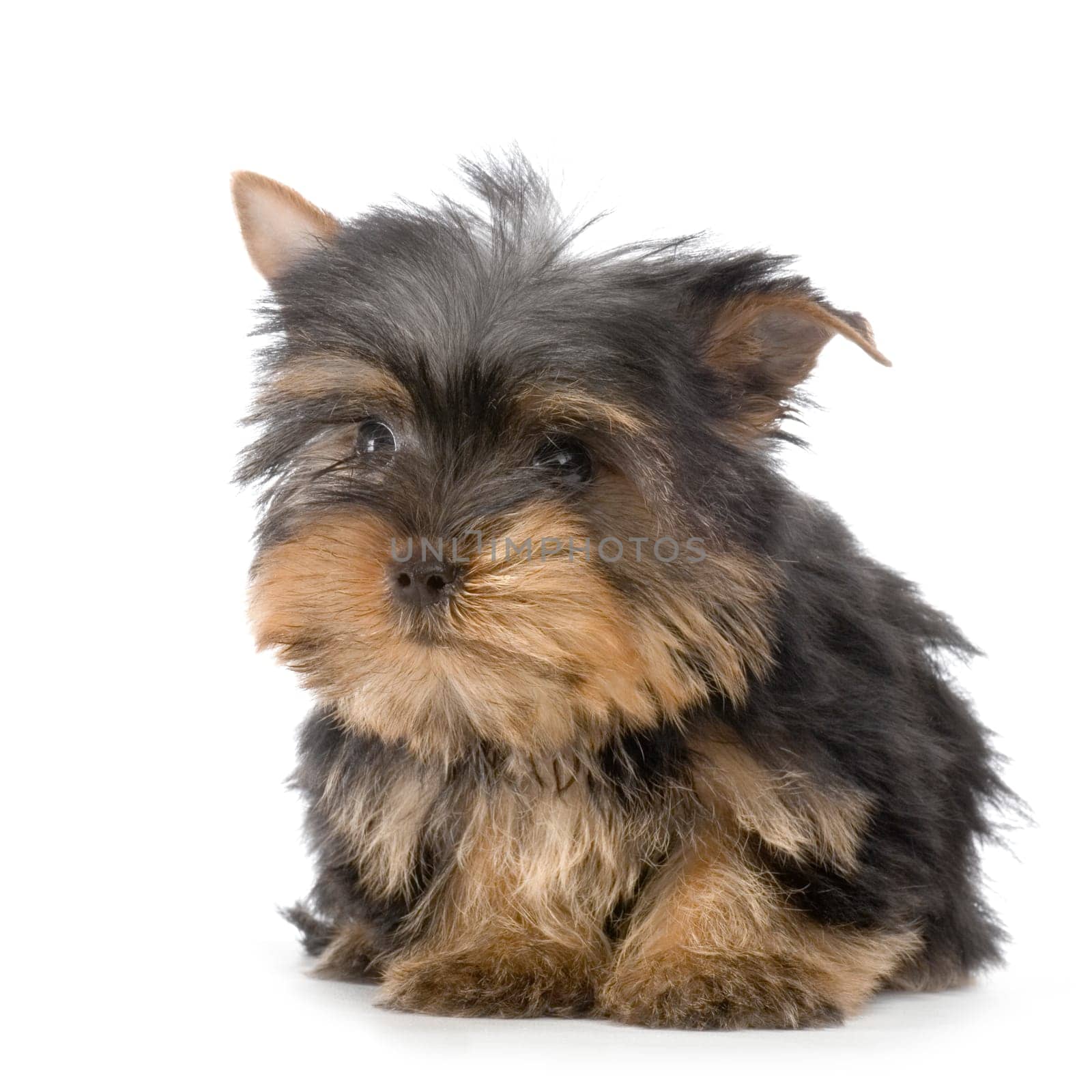 Yorkshire Terrier in front of a white background