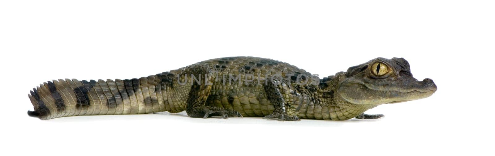 young Spectacled Caiman devant un fond blanc