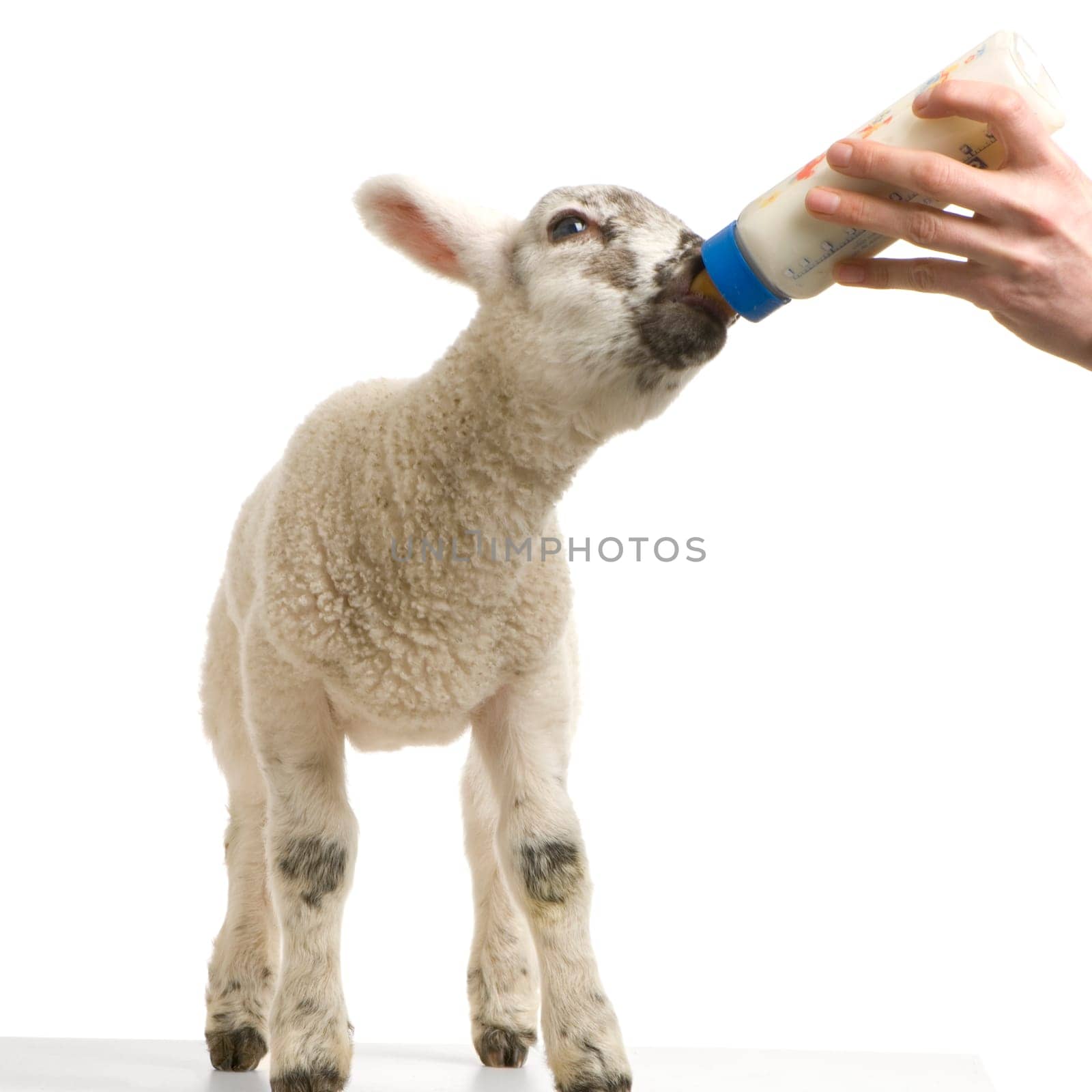 Lamb standing up, isolated on a white background