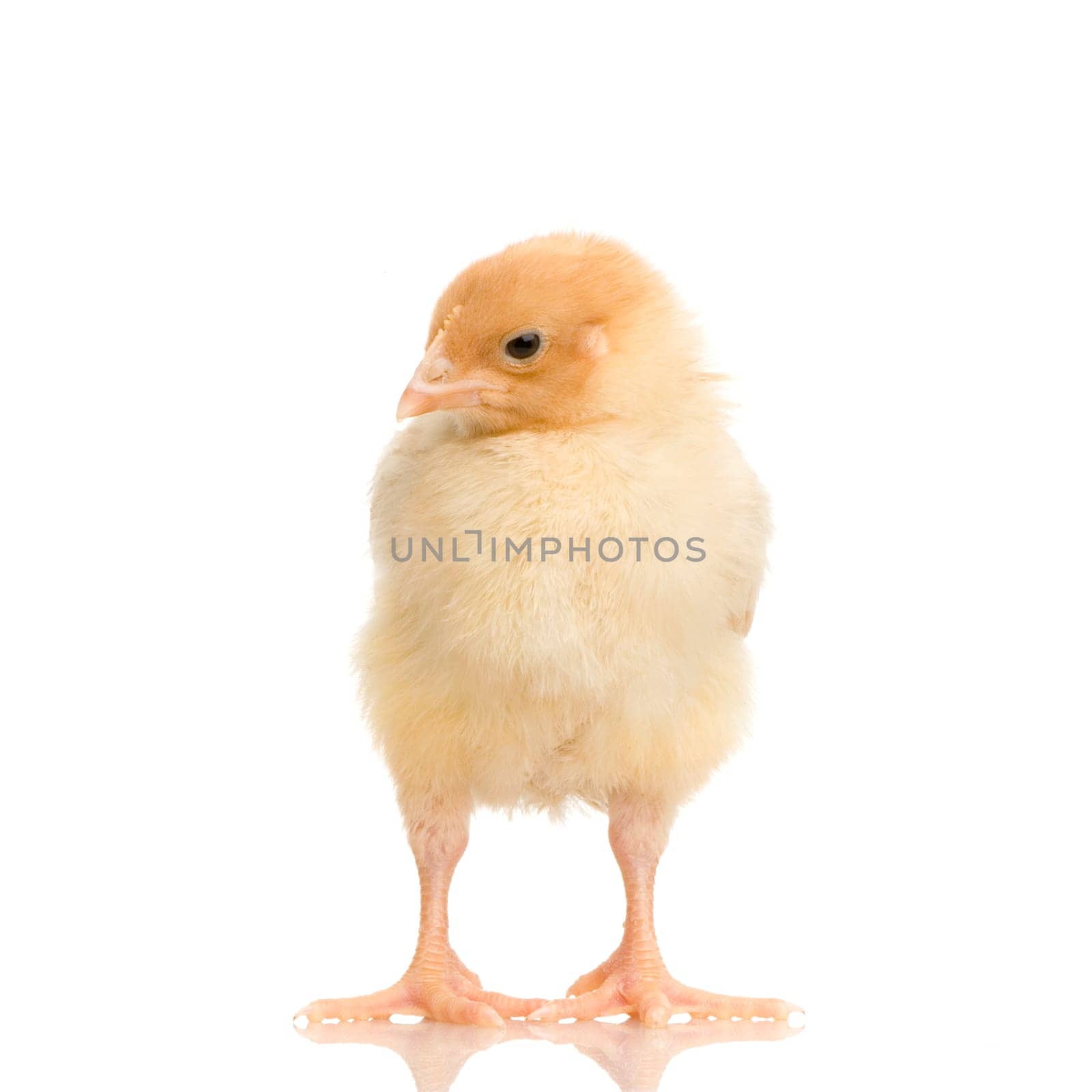 chick in front of a white background