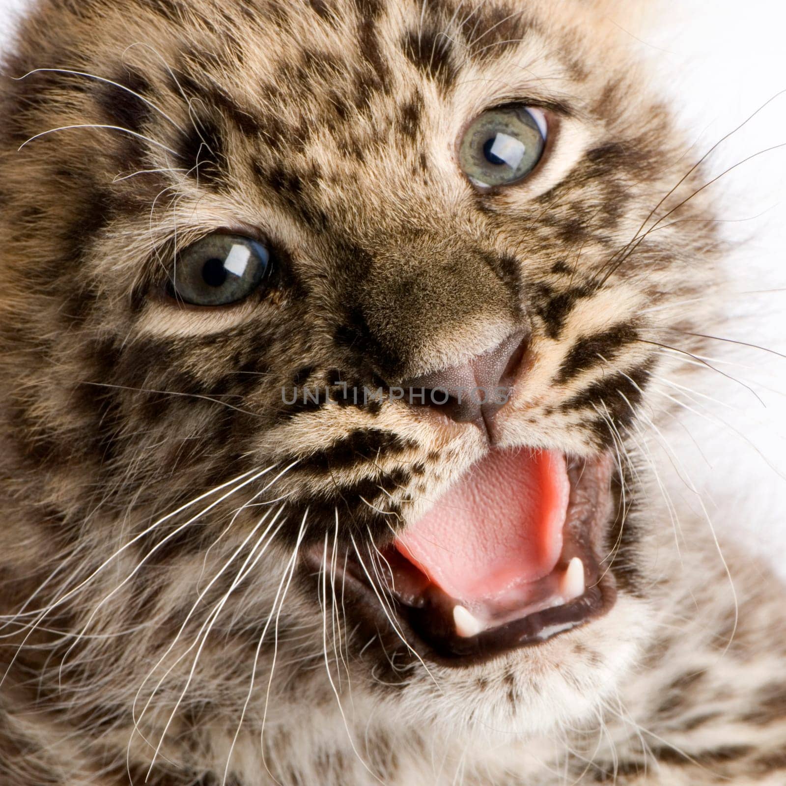 leopard Cub (2 months) in front of a white background.
