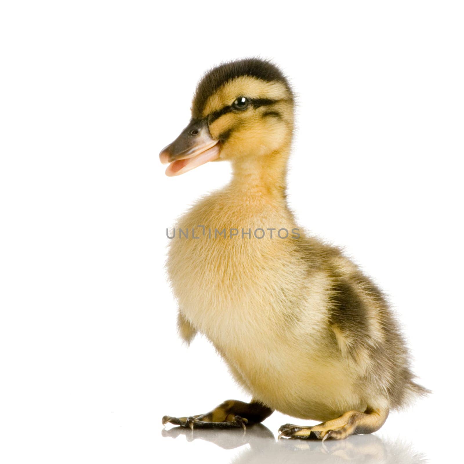 Duckling in front of a white background