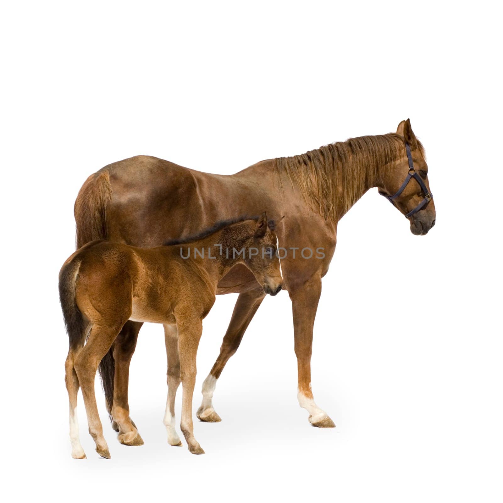 Shot of a Mare with her Foal in front of a white background