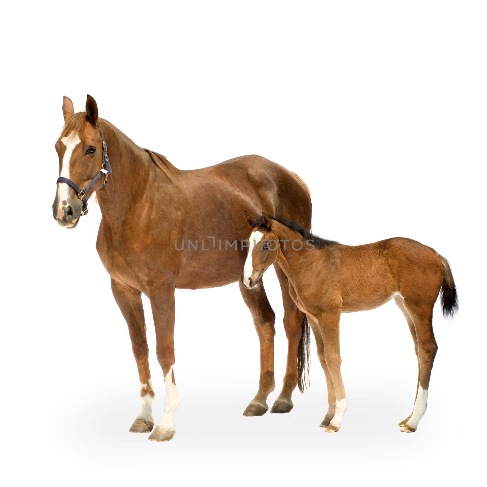 Shot of a Mare with her Foal in front of a white background