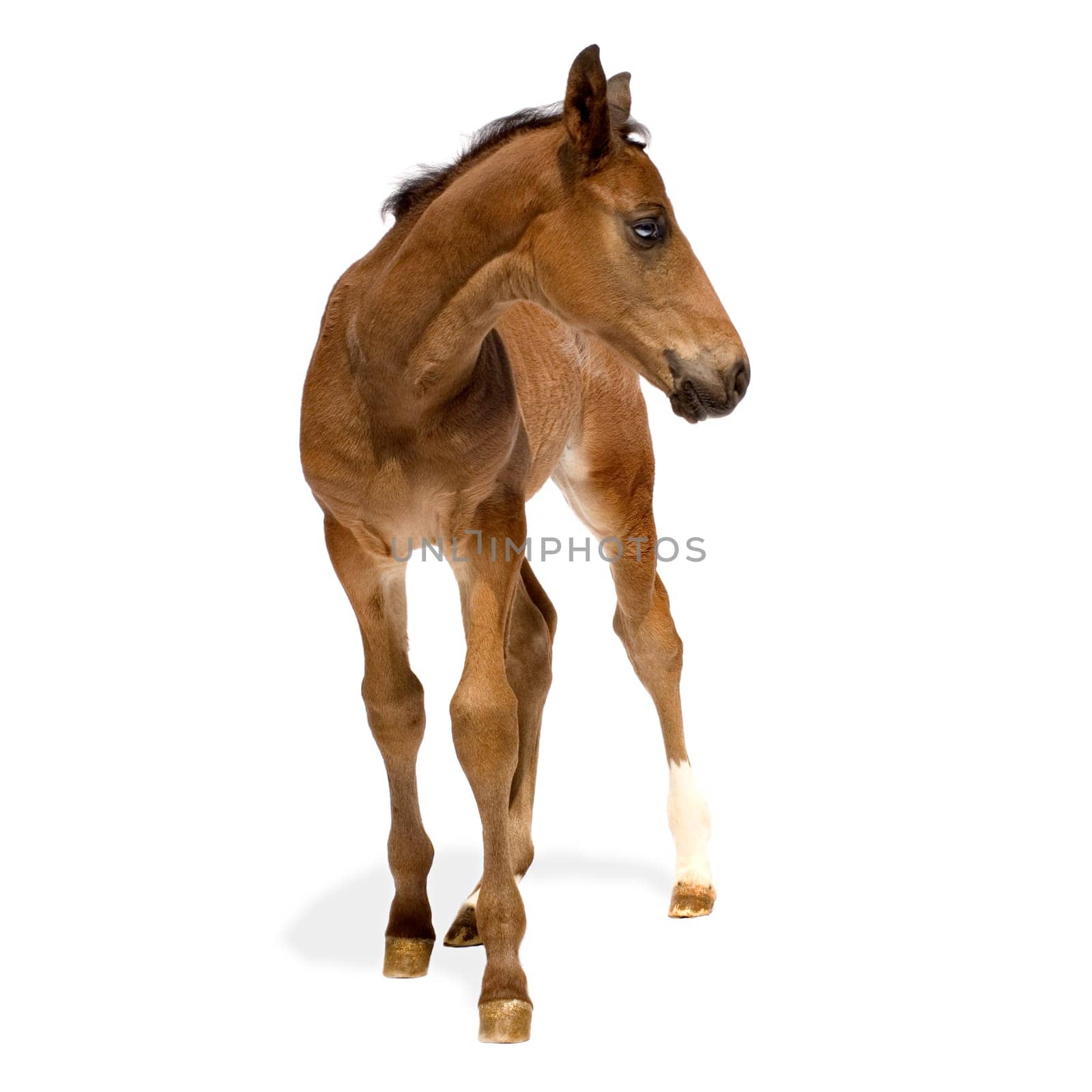 Foa in front of a white background