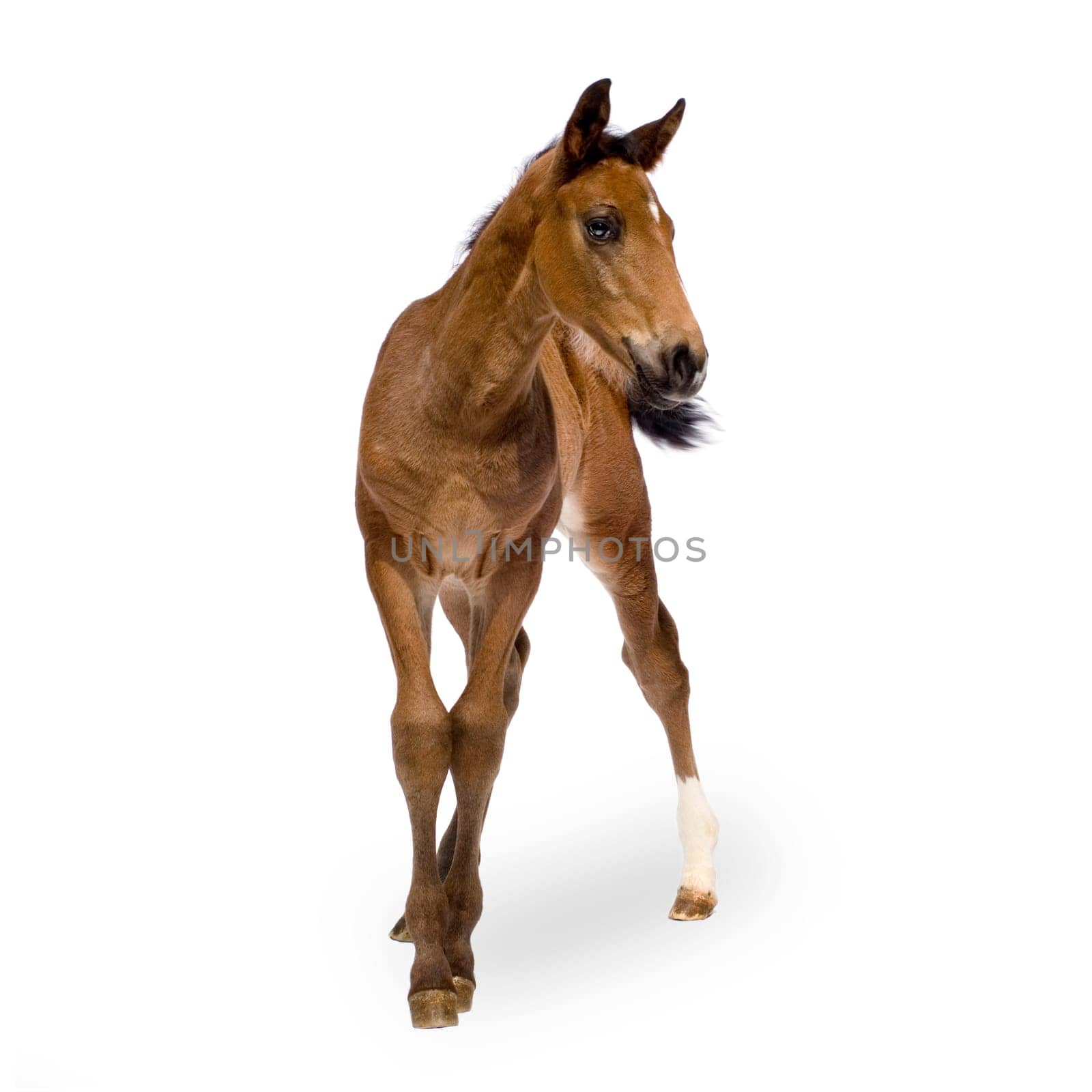 Foa in front of a white background