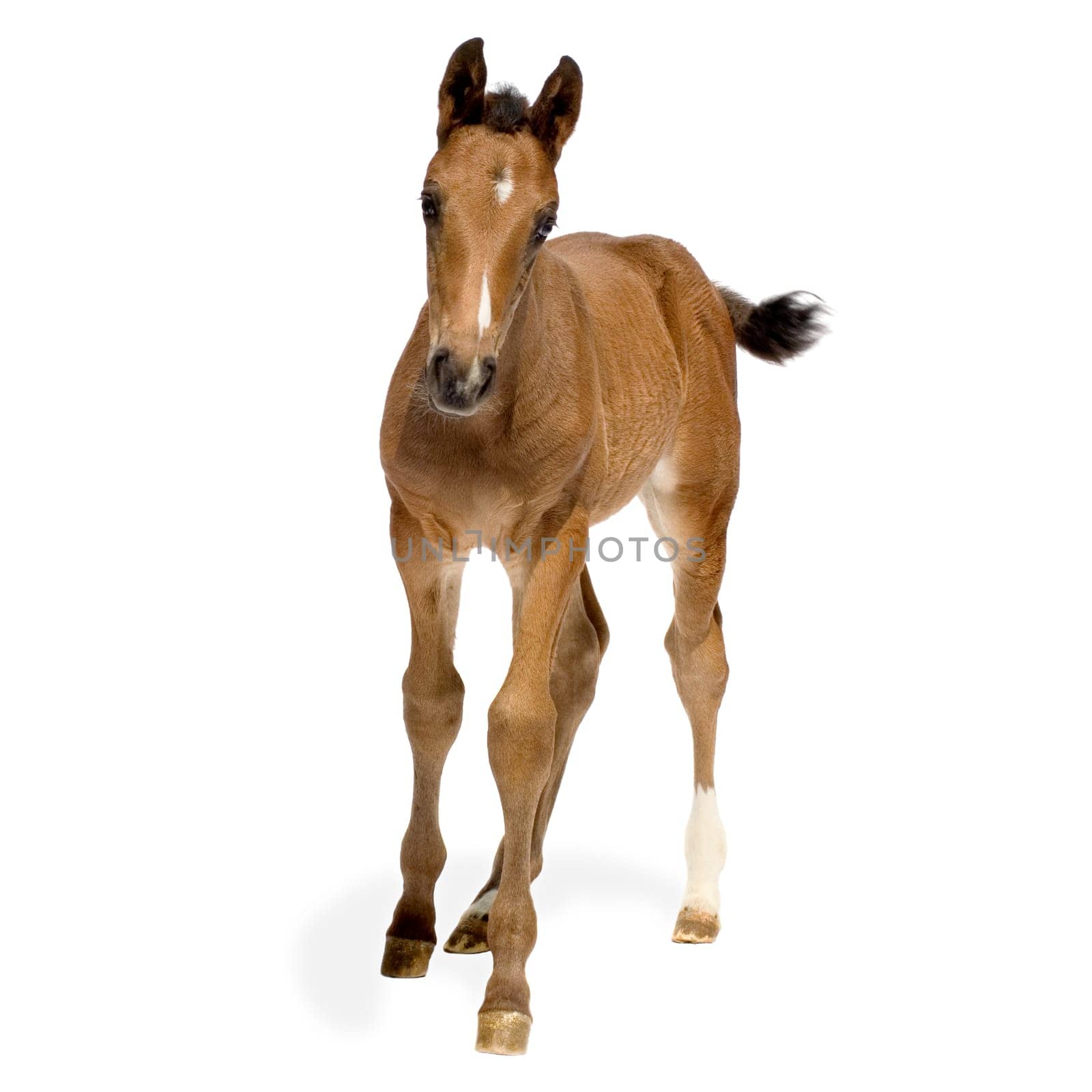 Foa in front of a white background
