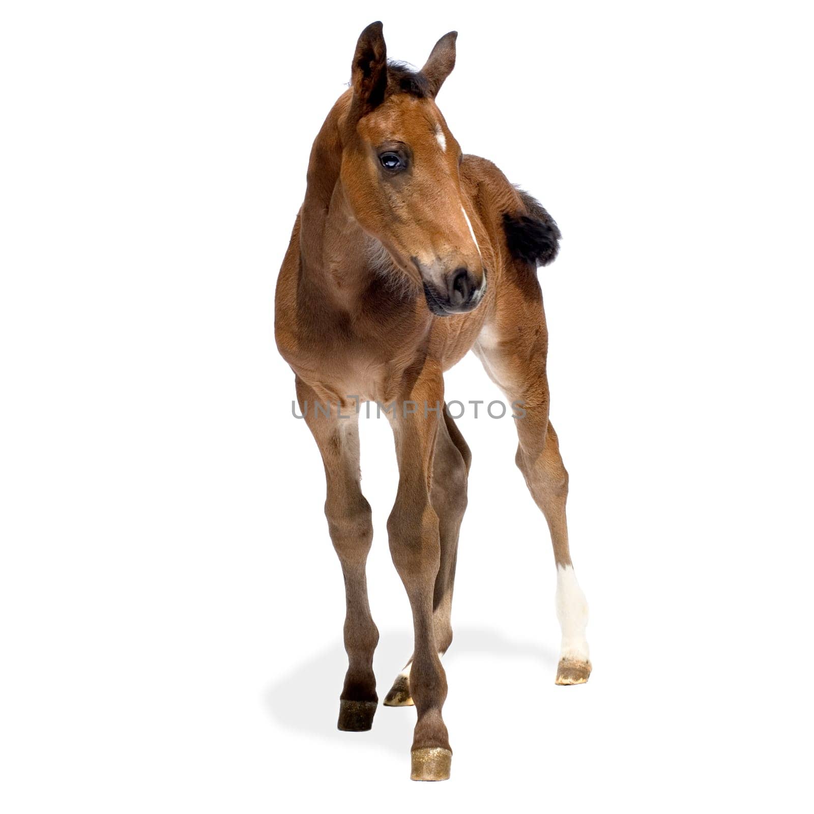 Foa in front of a white background